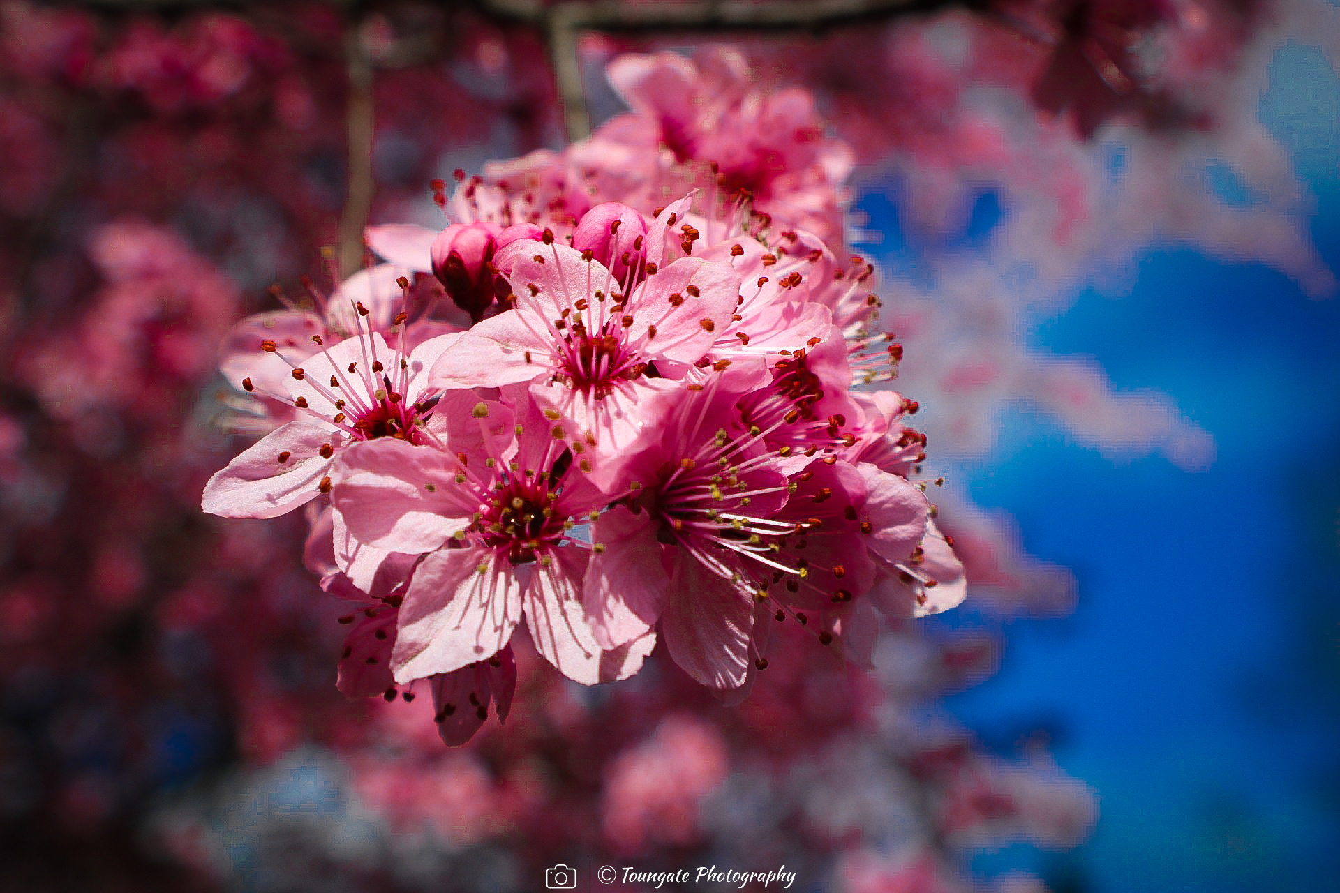 Cherry Blossoms