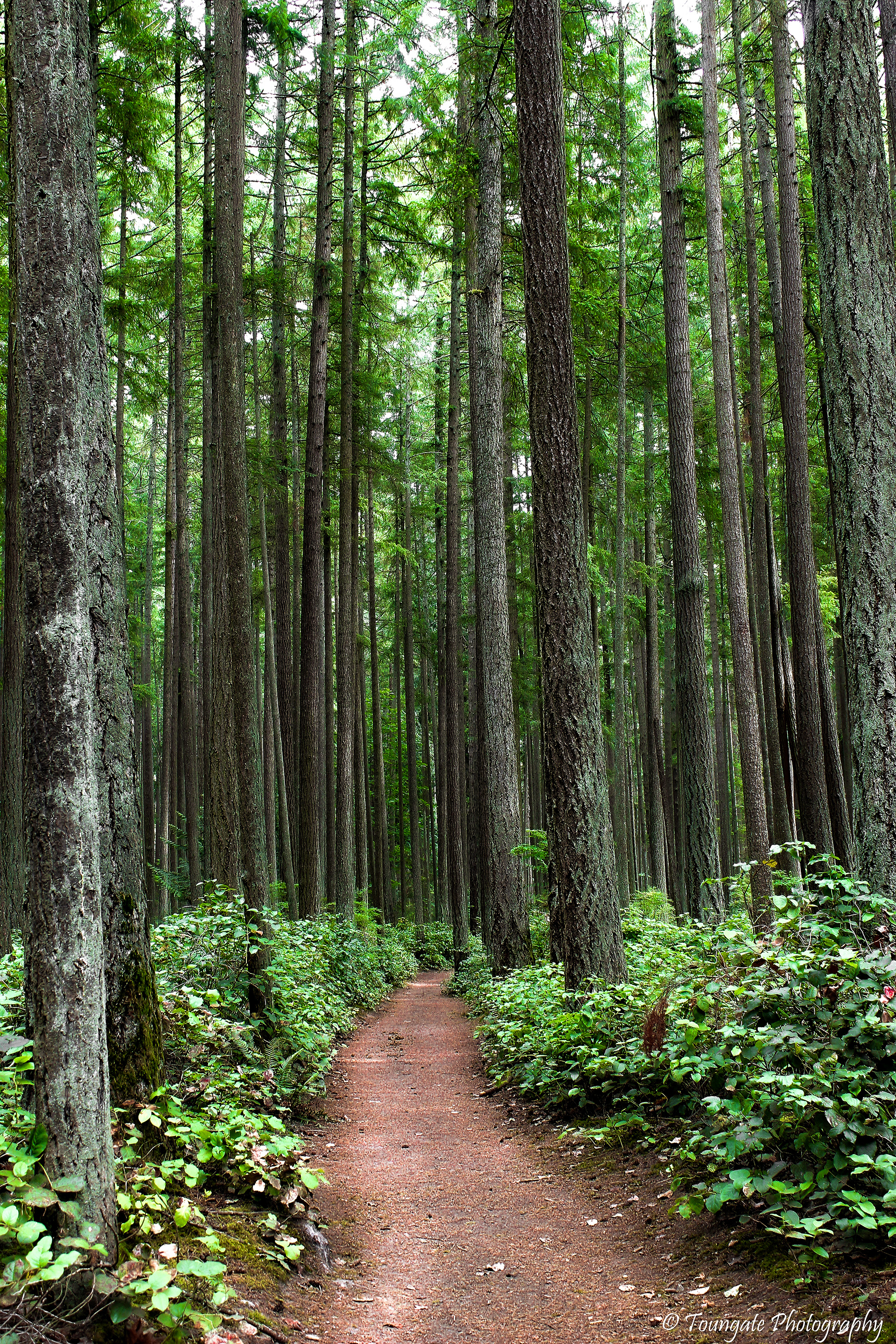 Bridle Trails State Park