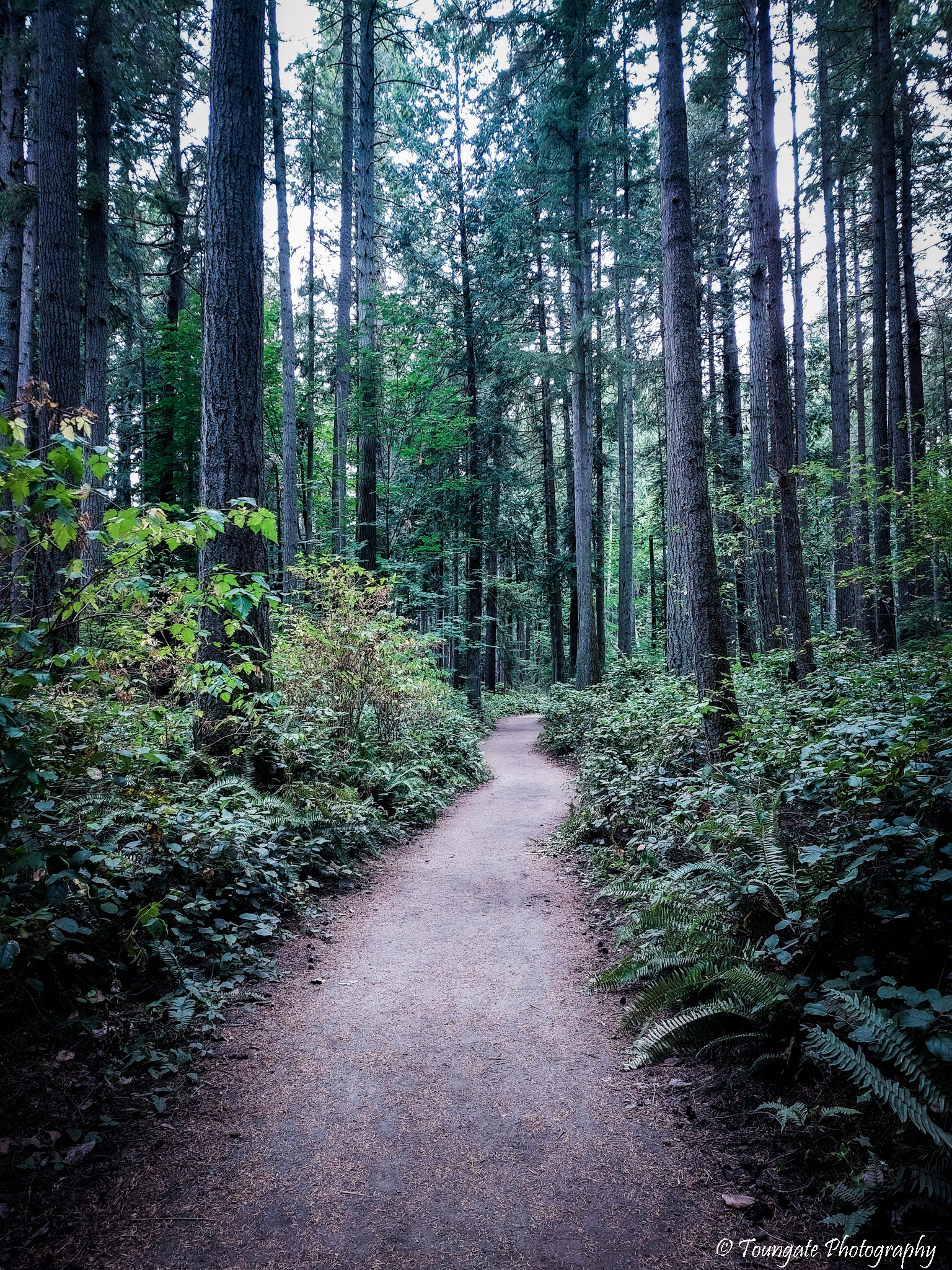 Bridle Trails State Park