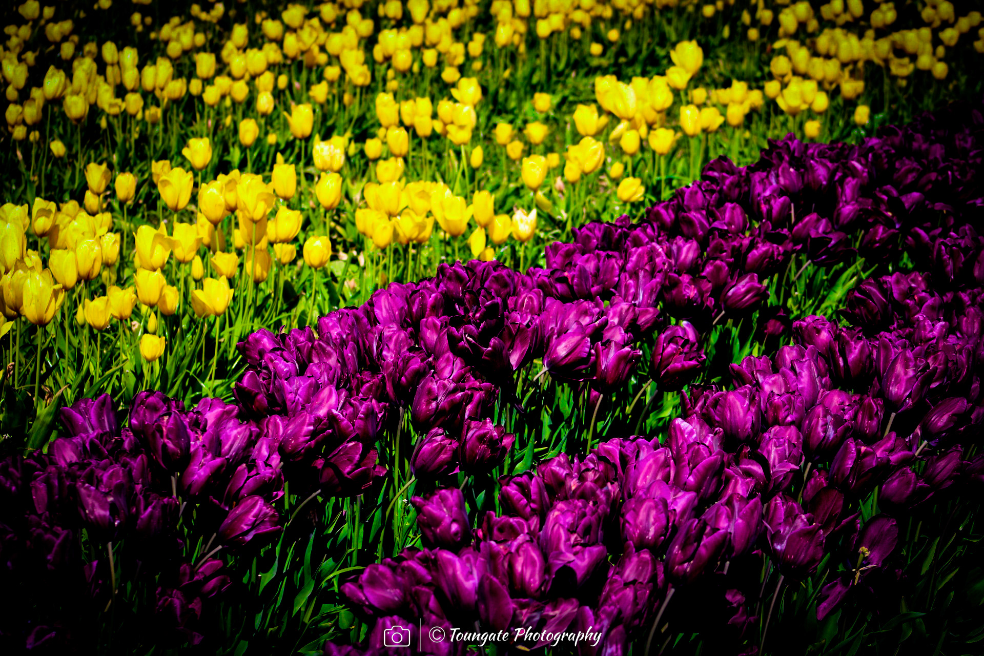 Skagit Valley Tulips