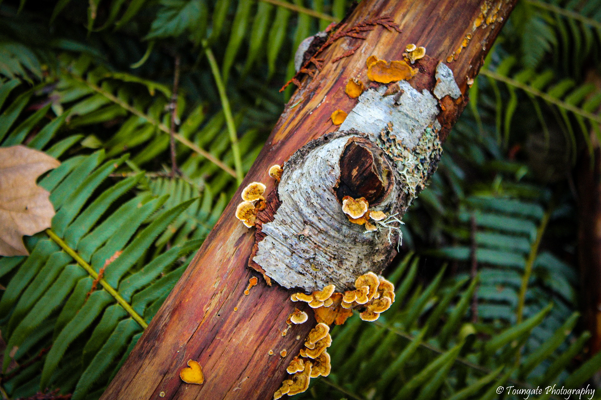 Wild Mushrooms