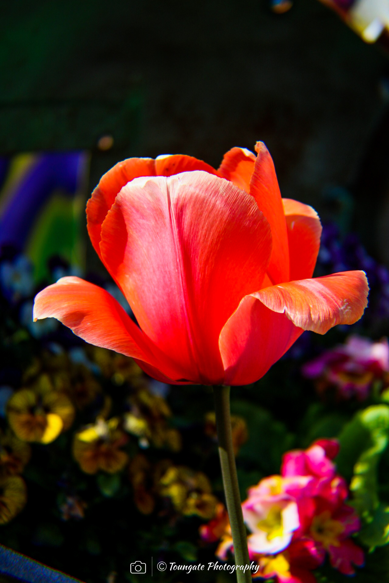 Fremont Tulips