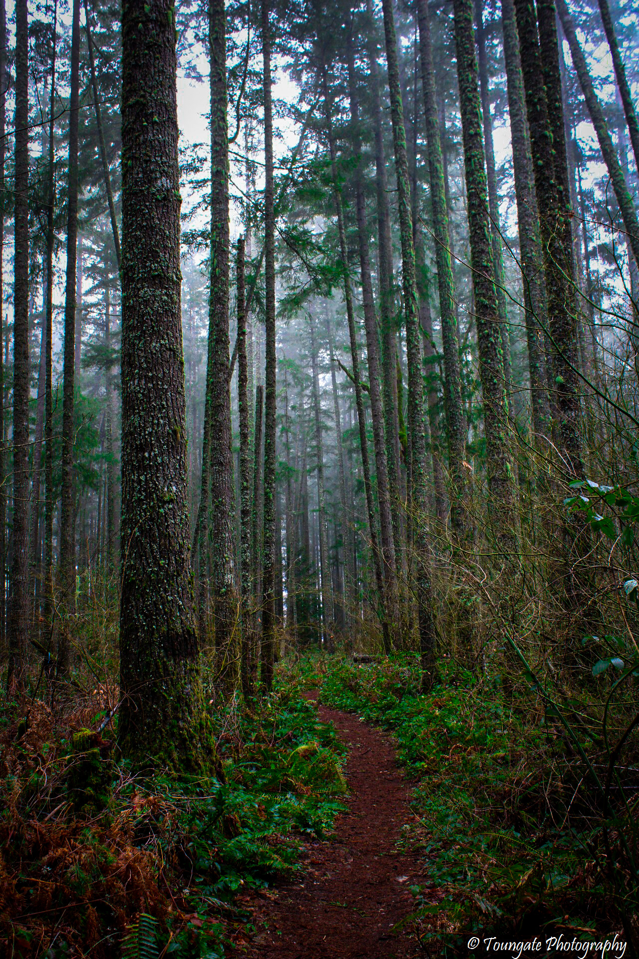 Gnome Forest Trail