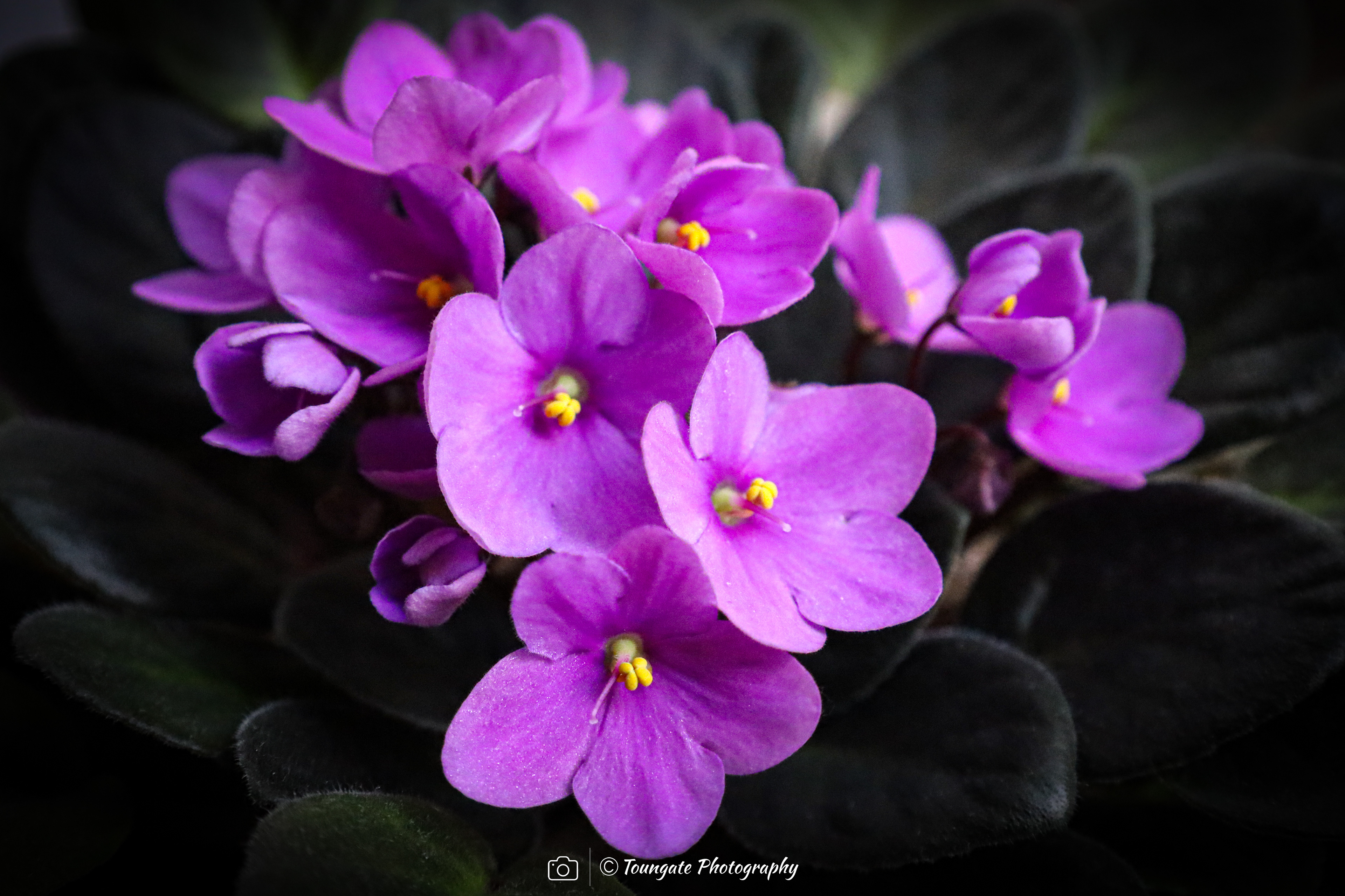 Myrtle the African Violet 