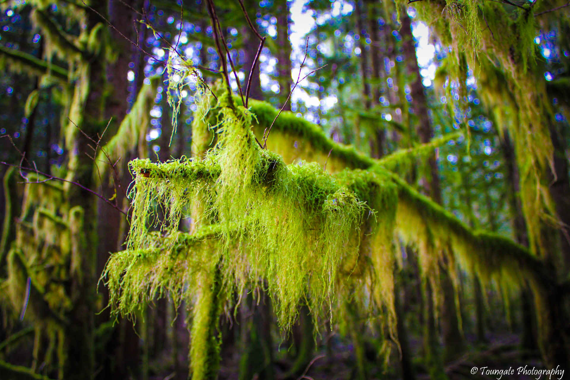 A Bit of Moss
