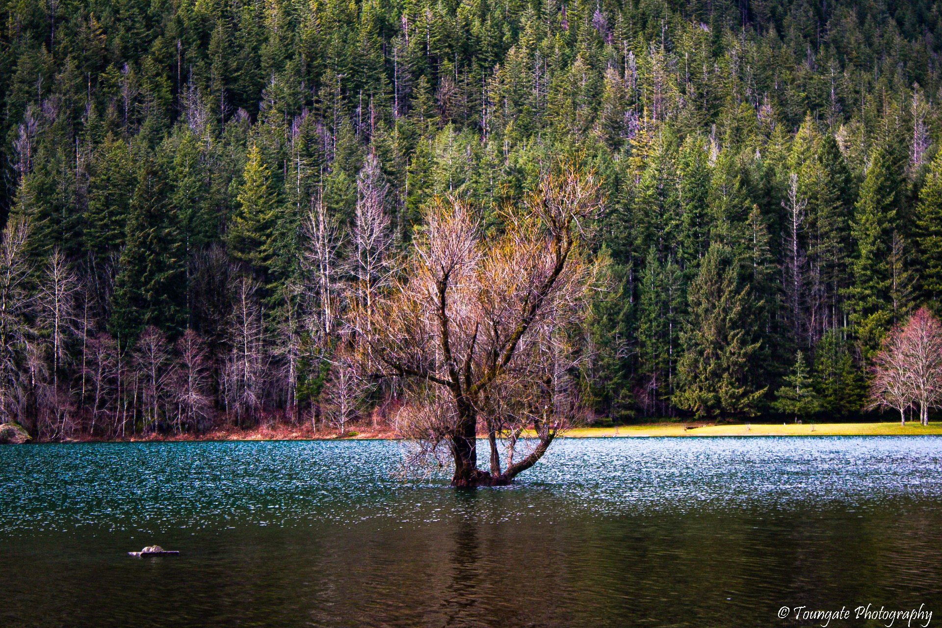 Rattlesnake Lake - Lonesome Tree
