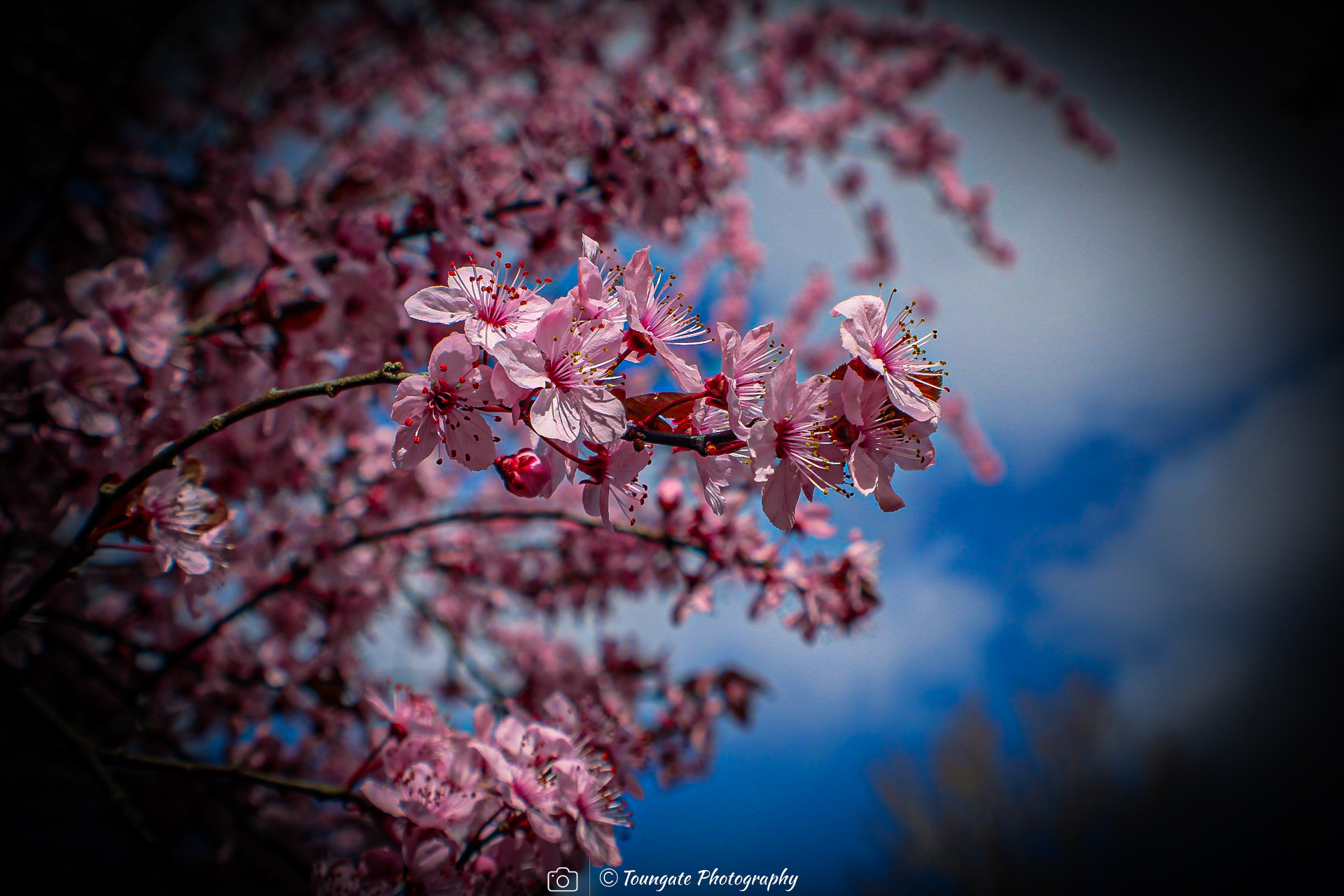 Cherry Blossoms