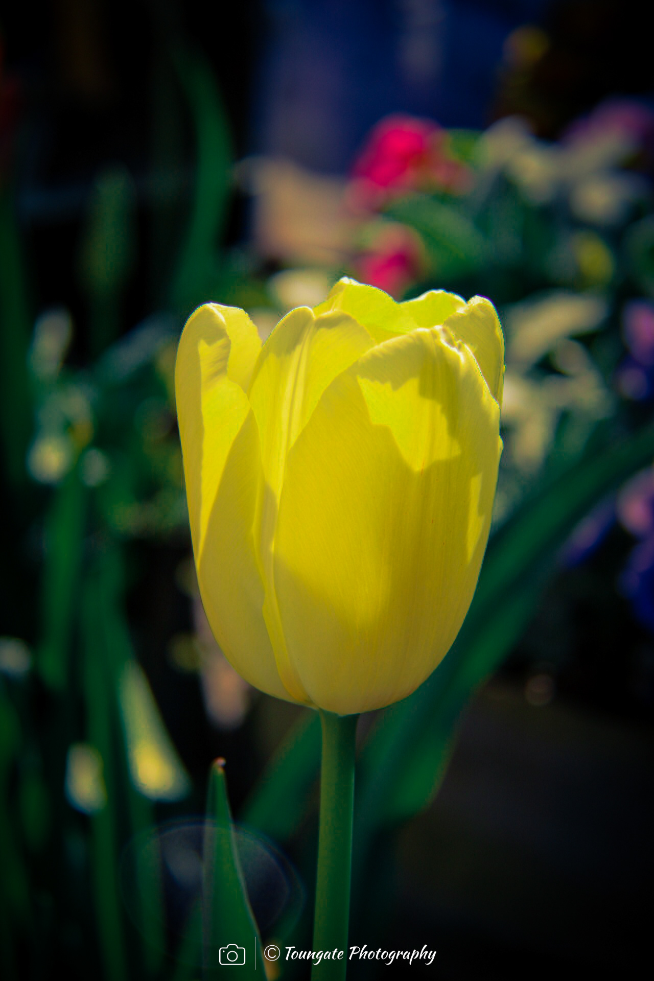 Fremont Tulips