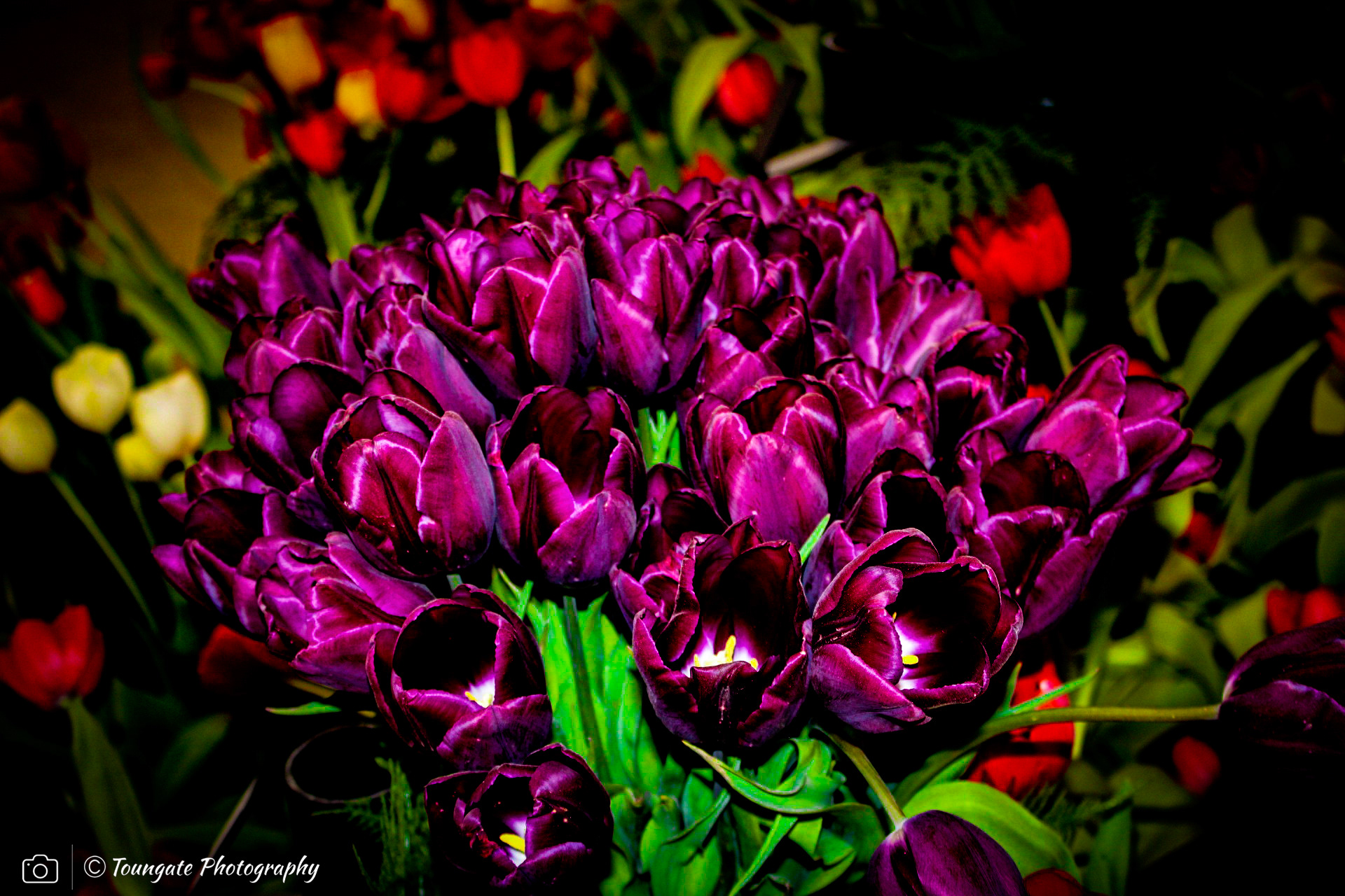 Skagit Valley Tulips