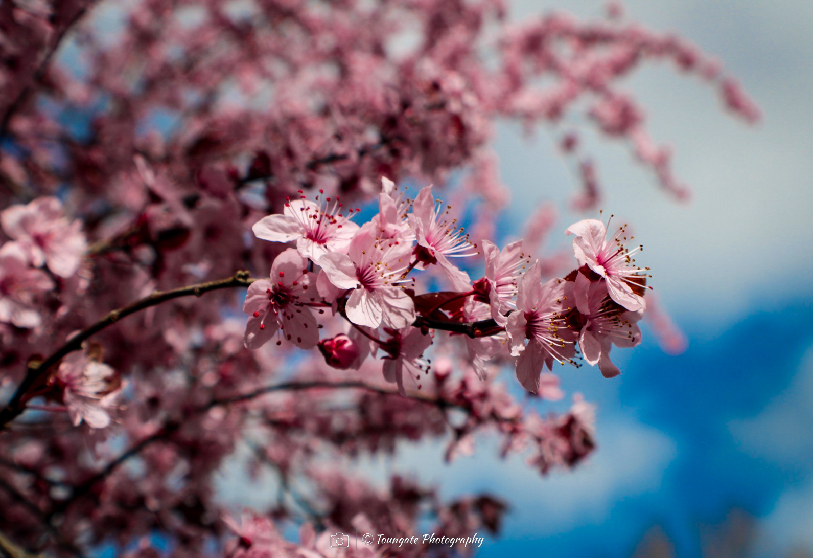 Cherry Blossoms