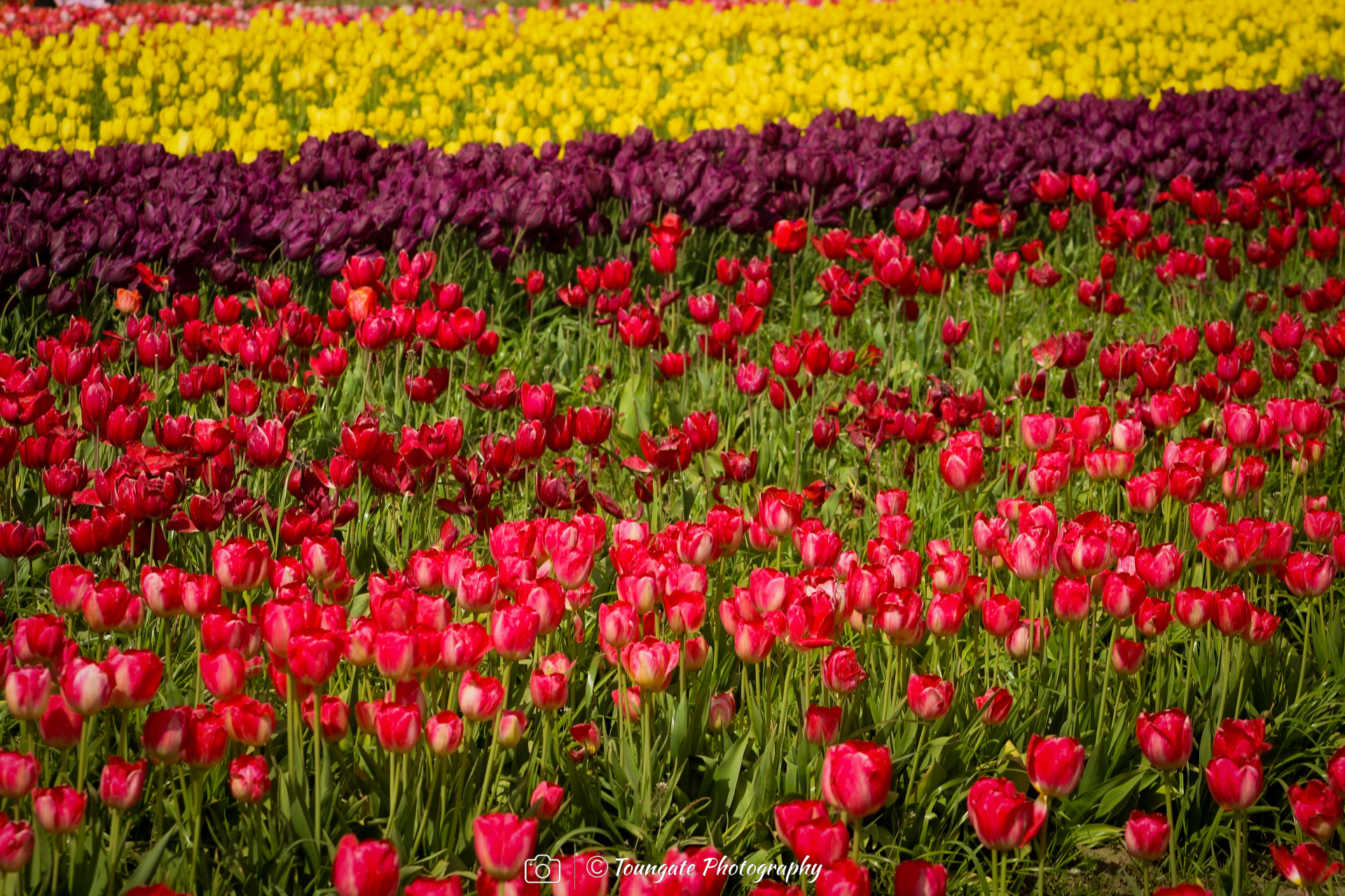 Skagit Valley Tulips