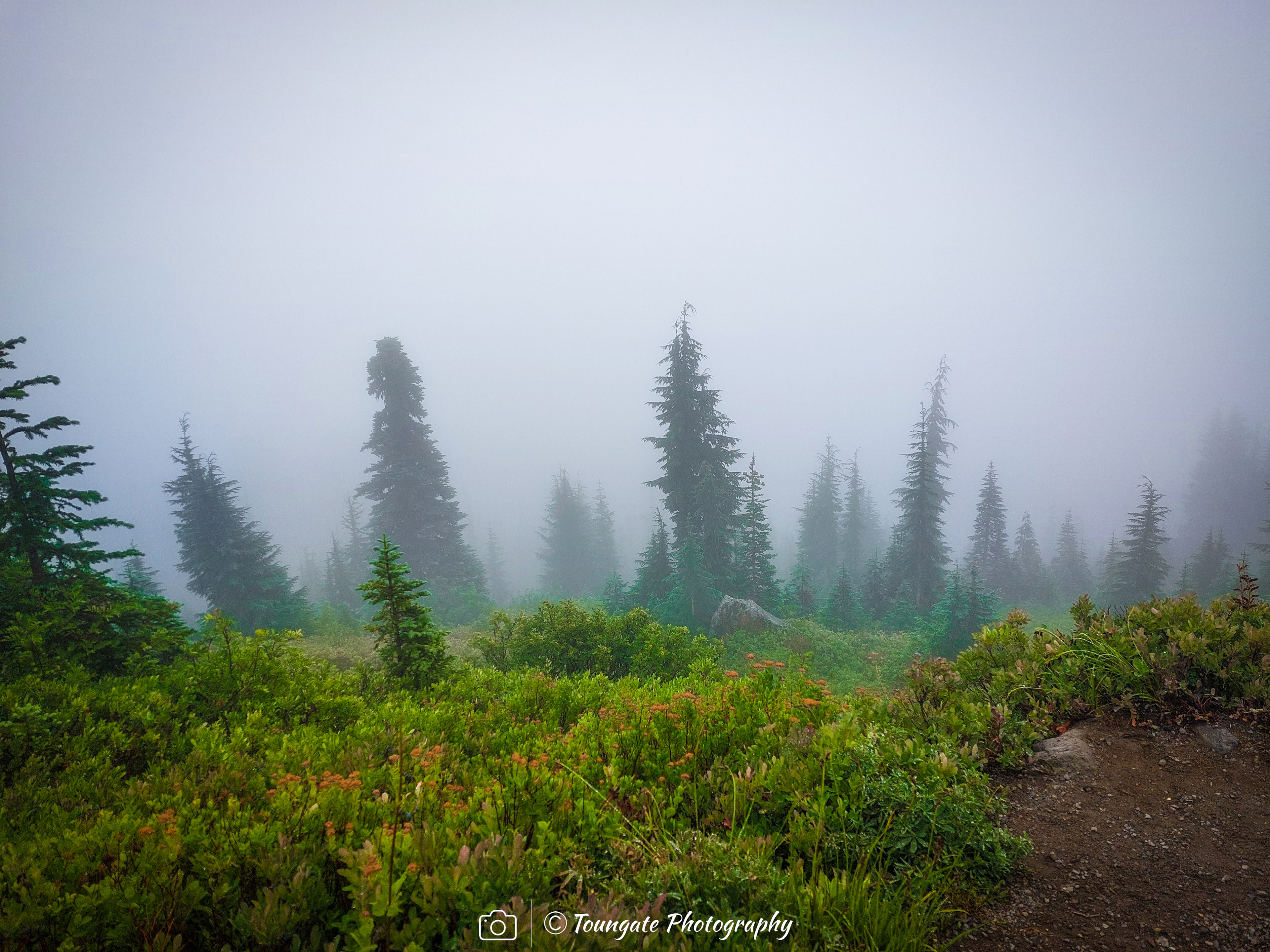 Mysterious Mt. Rainier