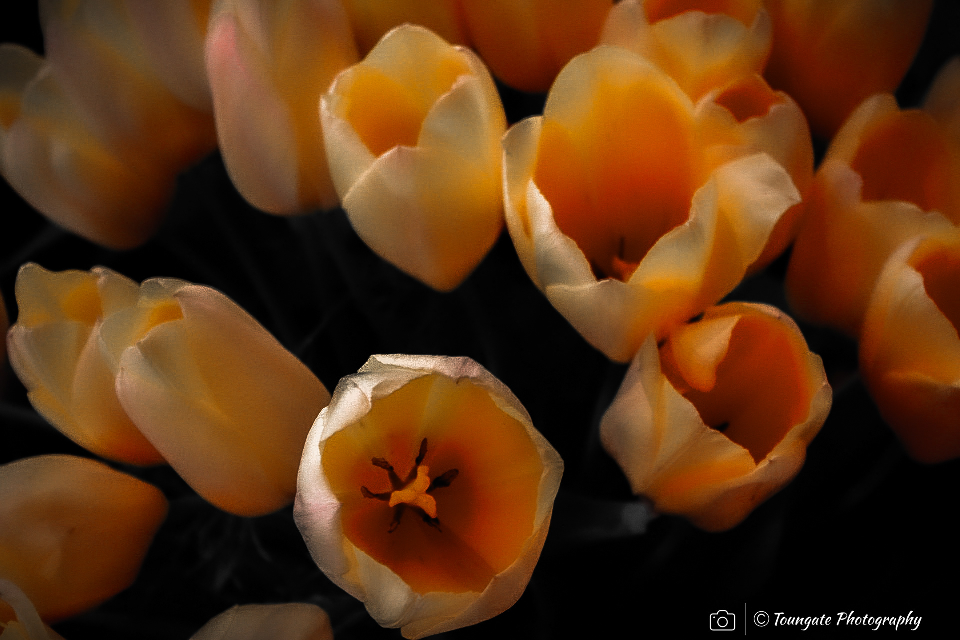 Skagit Valley Tulips