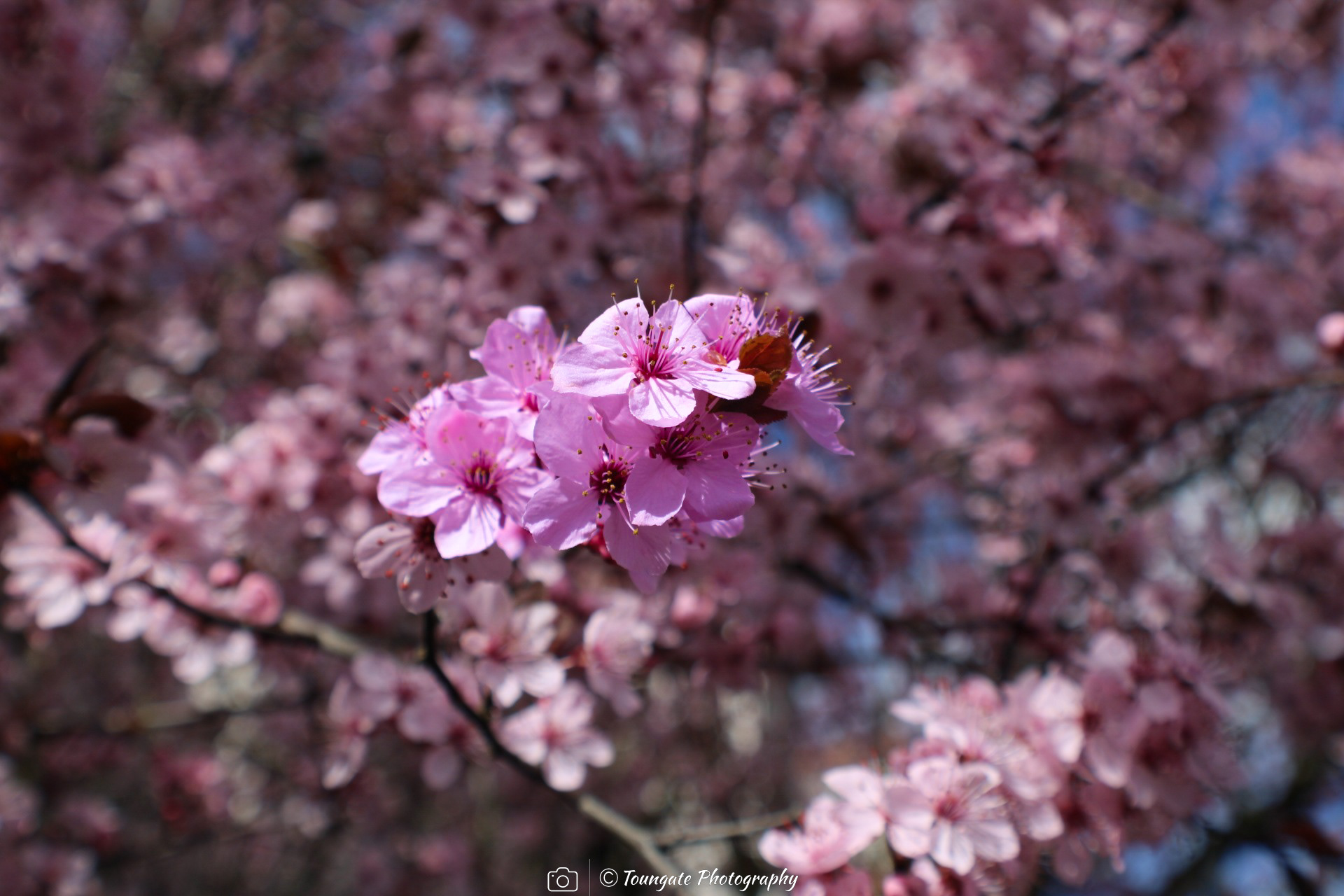 Cherry Blossoms
