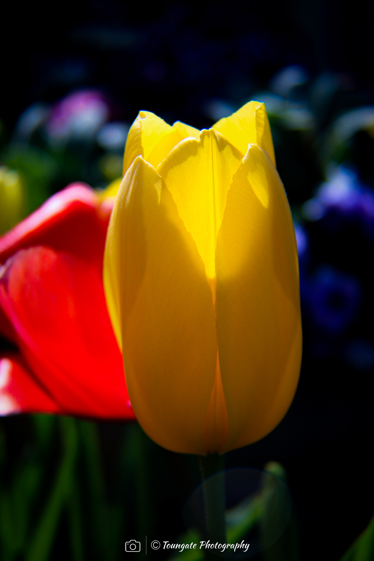 Fremont Tulips