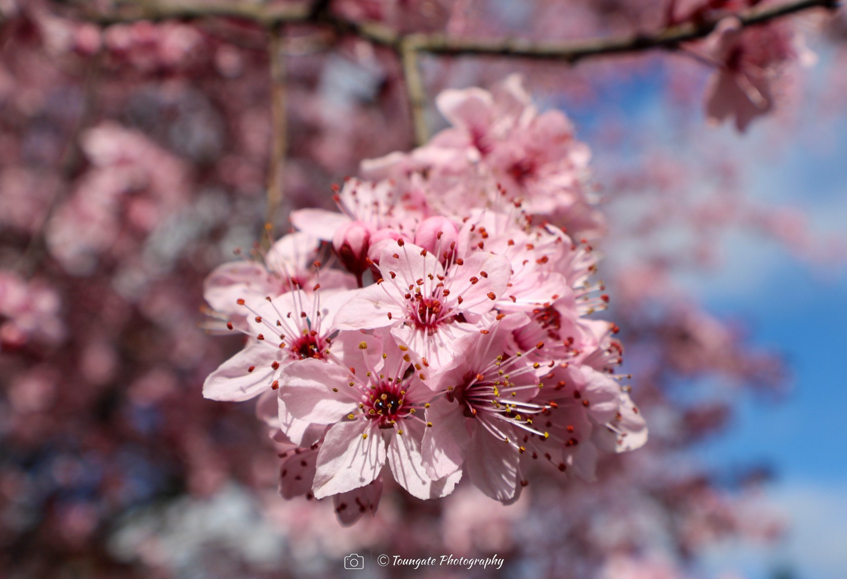 Cherry Blossoms