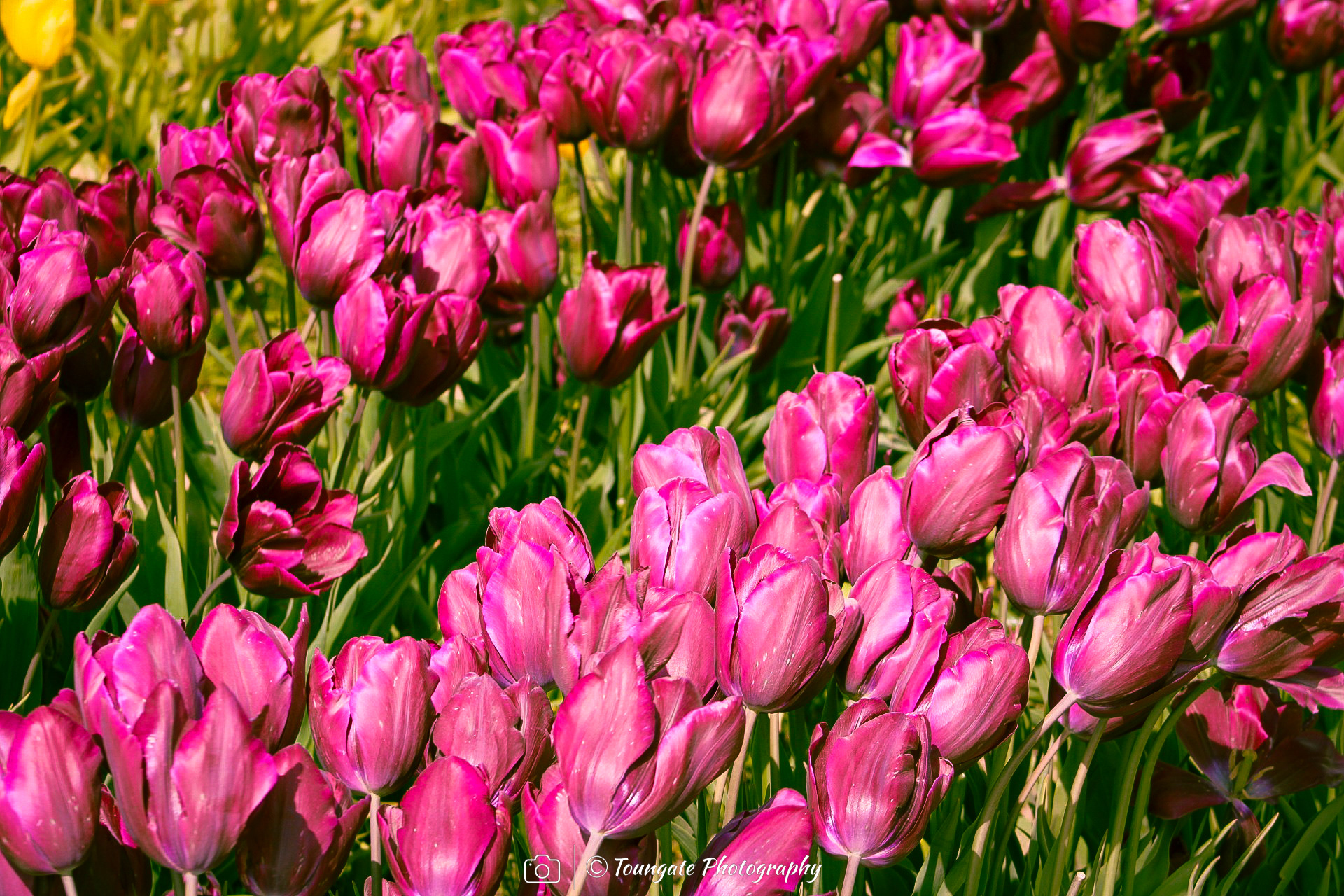 Skagit Valley Tulips