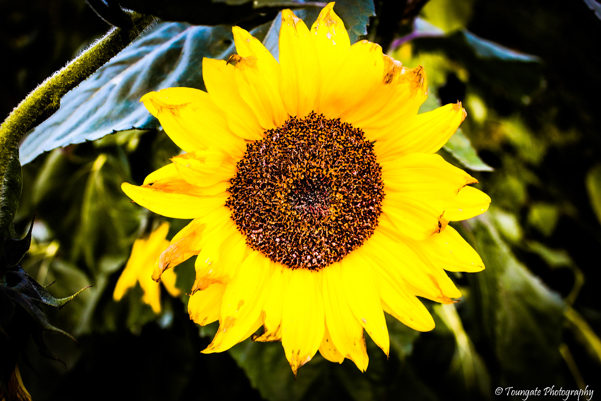 Sunflowers