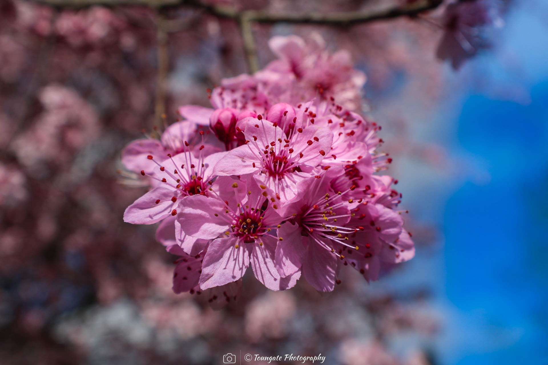 Cherry Blossoms