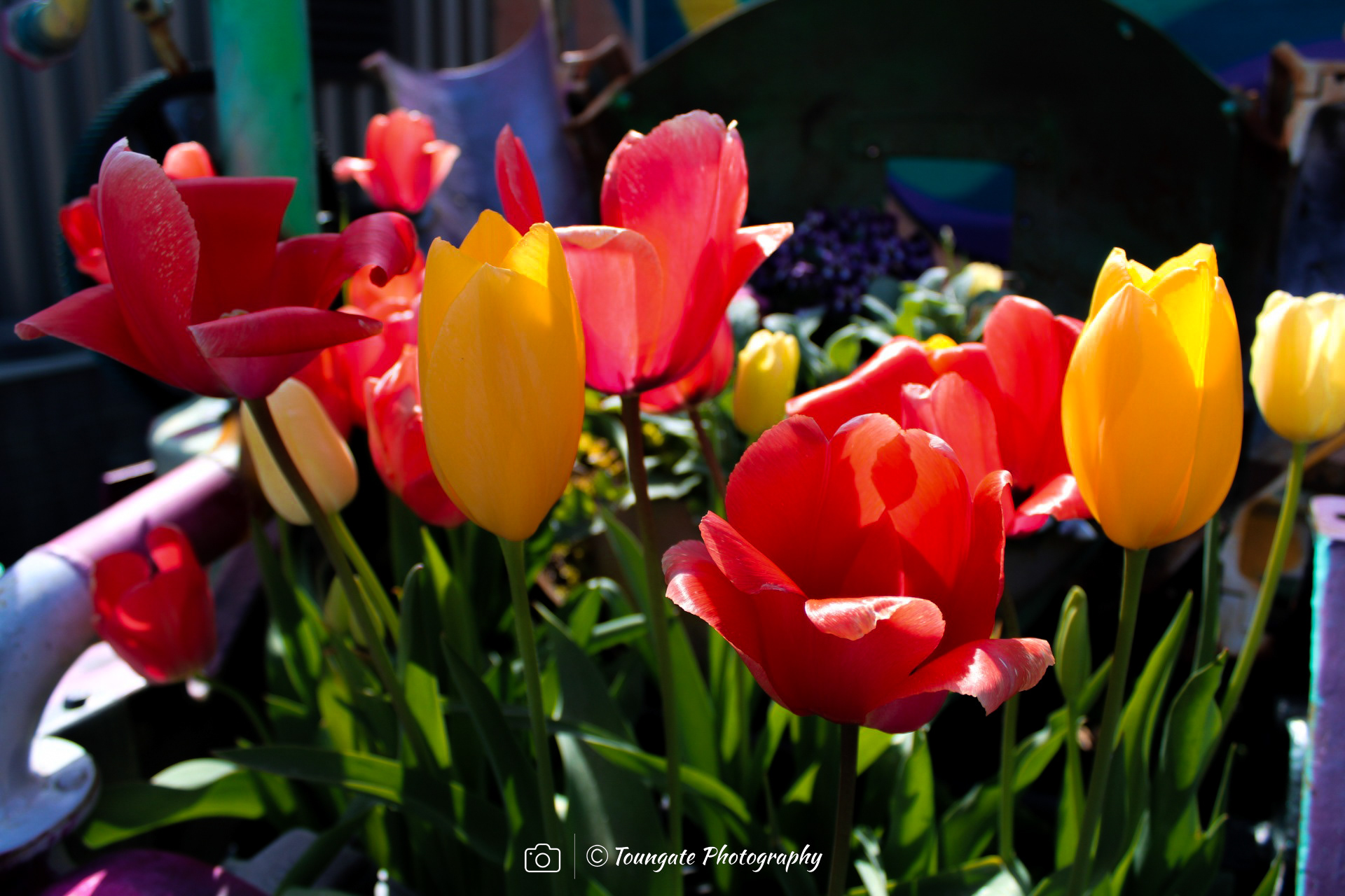 Fremont Tulips