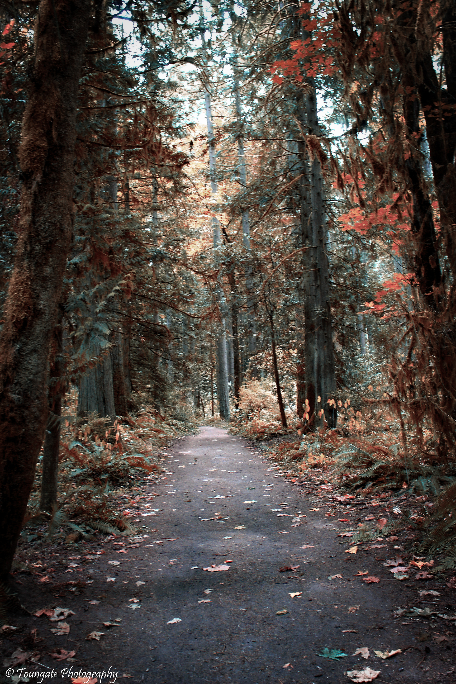 Coal Creek Trail