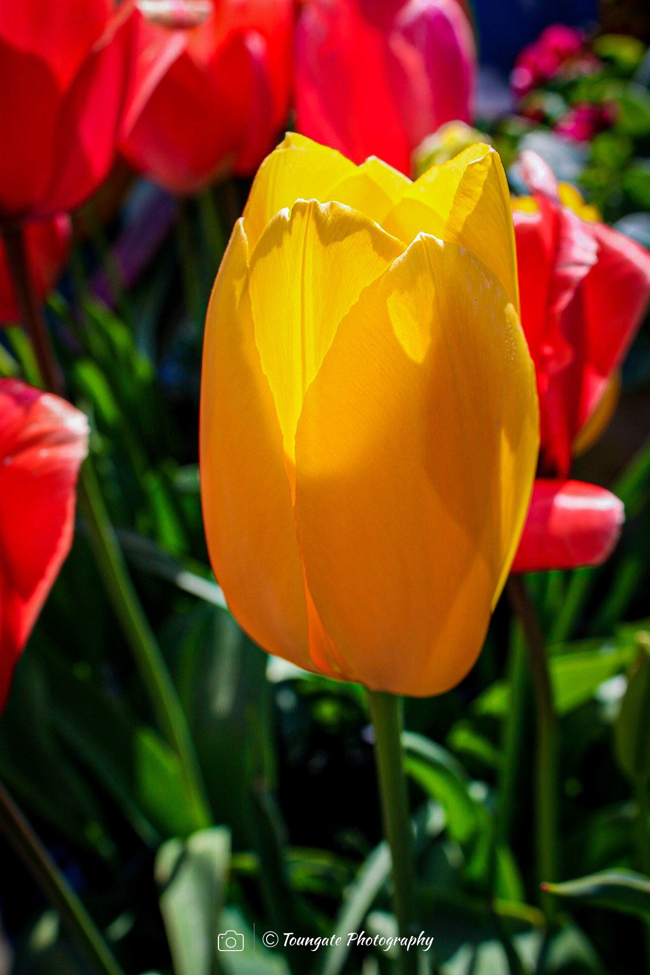 Fremont Tulips