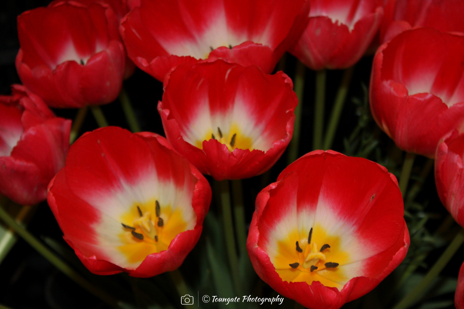 Skagit Valley Tulips