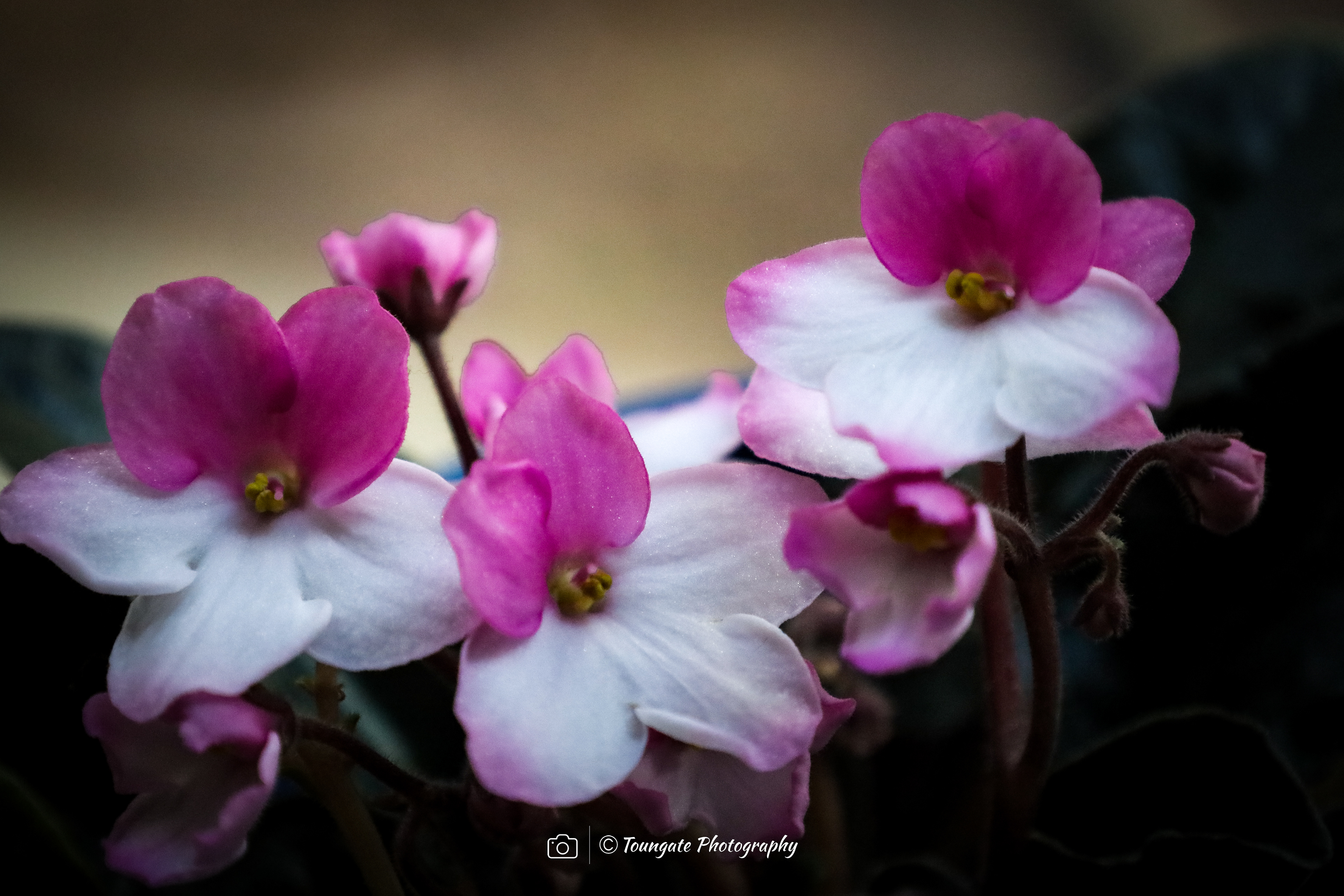Violets