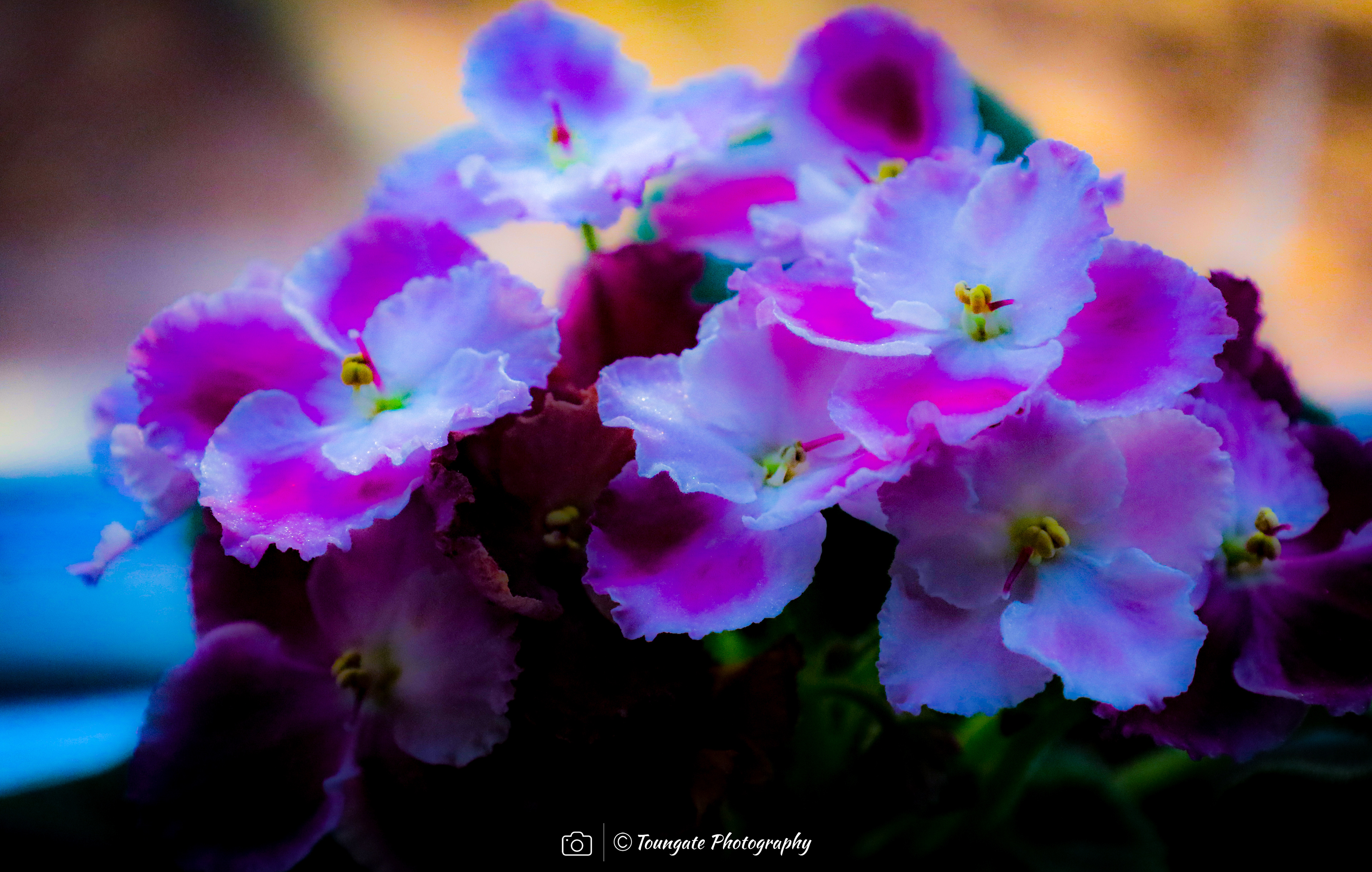 Violets in prayer