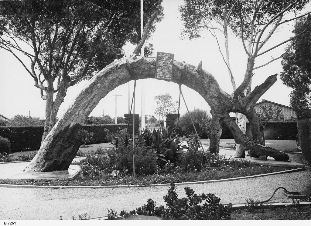 The old gum tree, Glenelg. The trunk of the bent gum tree is supported by metal braces and a flower garden has been planted underneath the arch of the tree. The spot marked the place where the Colony of South Australia was proclaimed and established as a Province by Captain John Hindmarsh. A well kept hedge has been planted around the park.