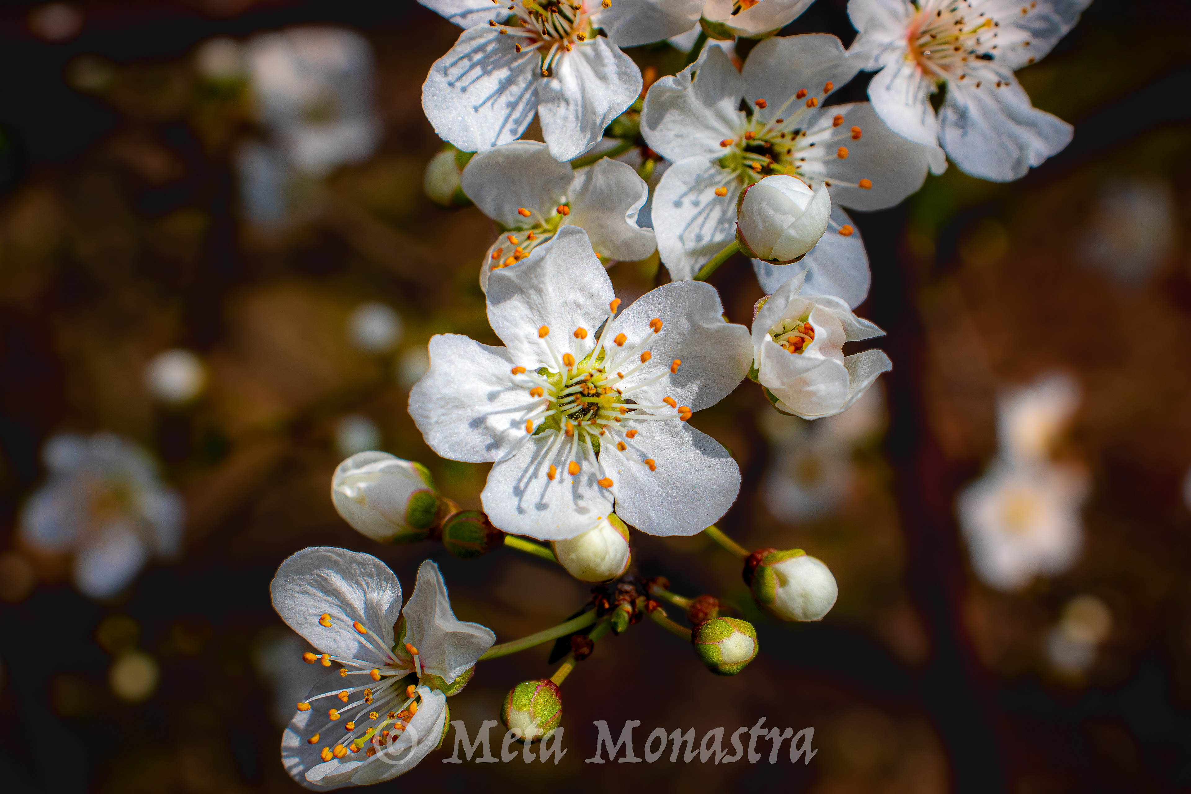Prugnolo in Fiore