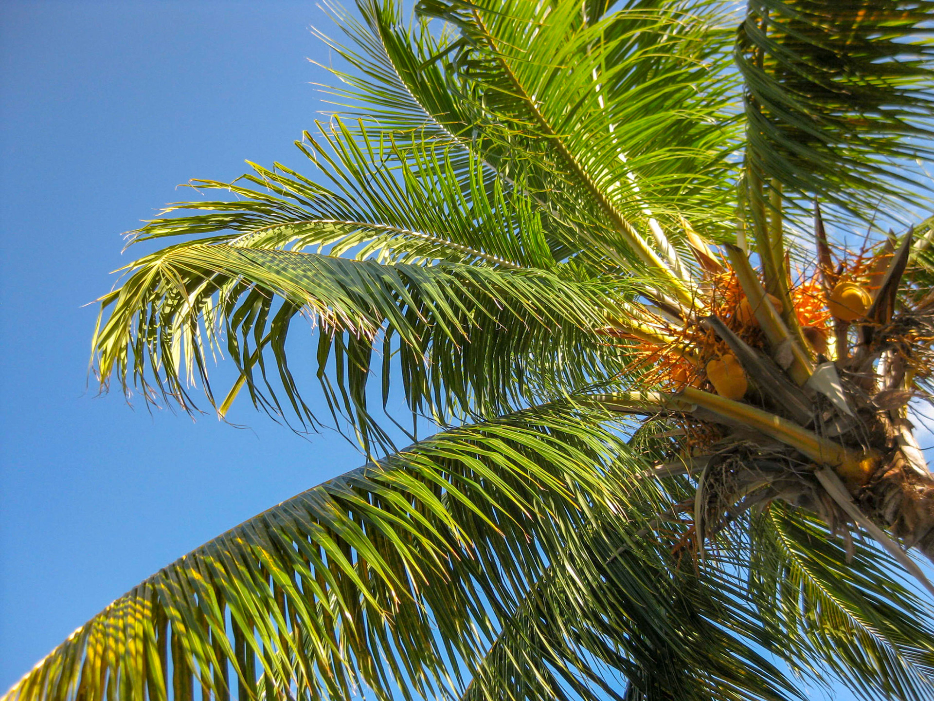 Cayo Santa Maria, Cuba