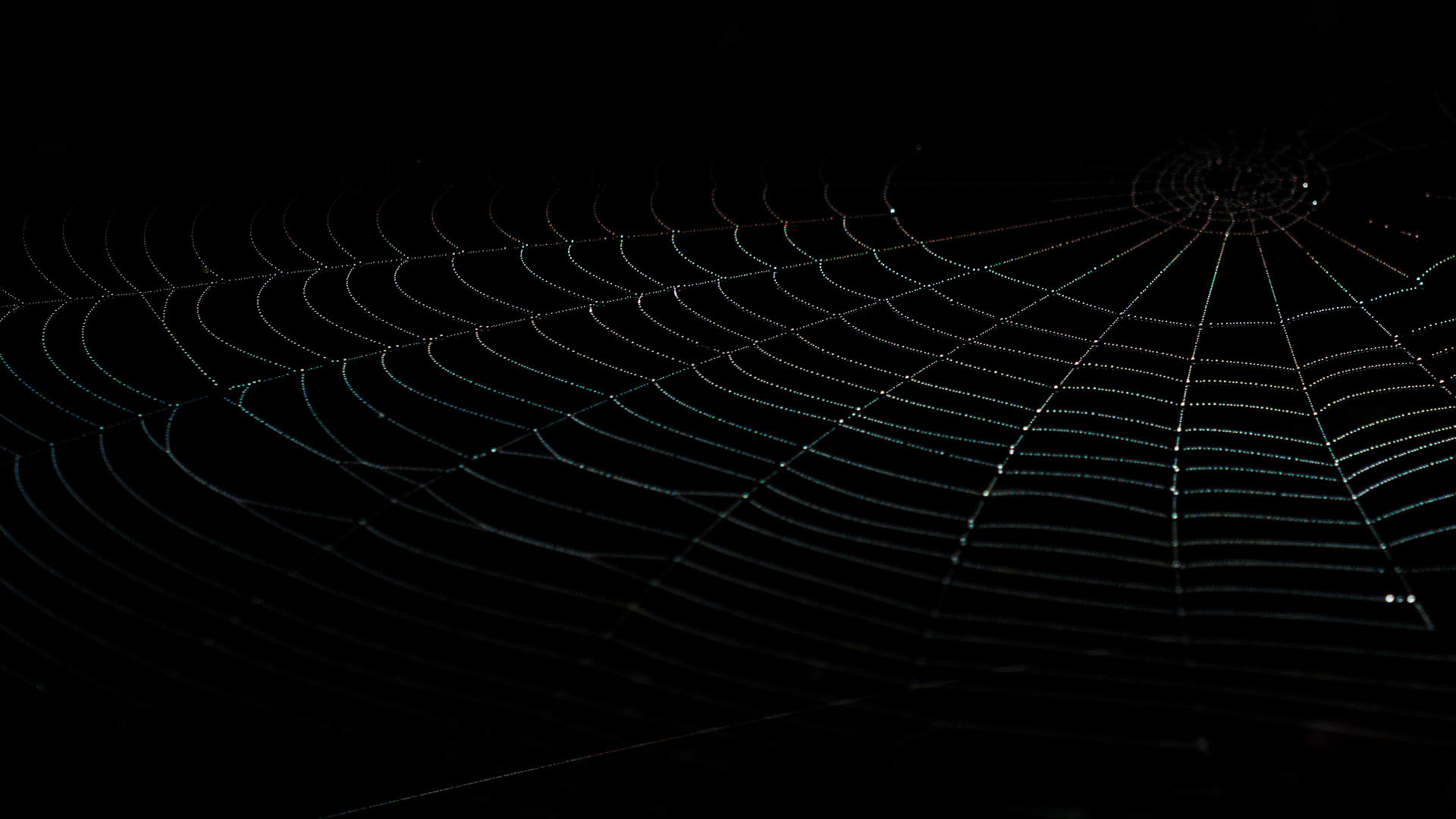 Spider web