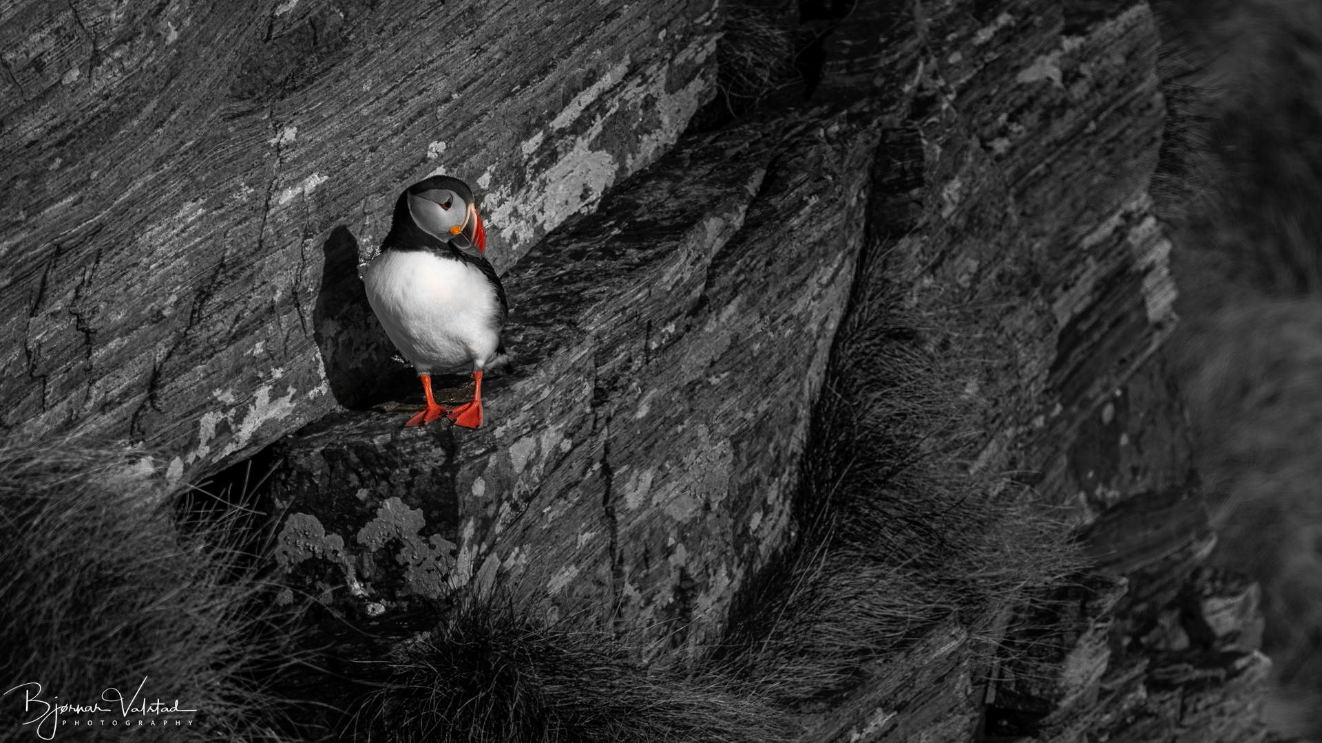 Atlantic puffin (Fratercula arctica)