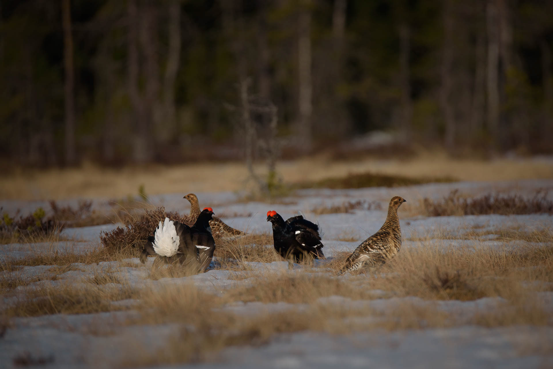 Black grouse (Lyrurus tetrix) - Østlandet, Norway