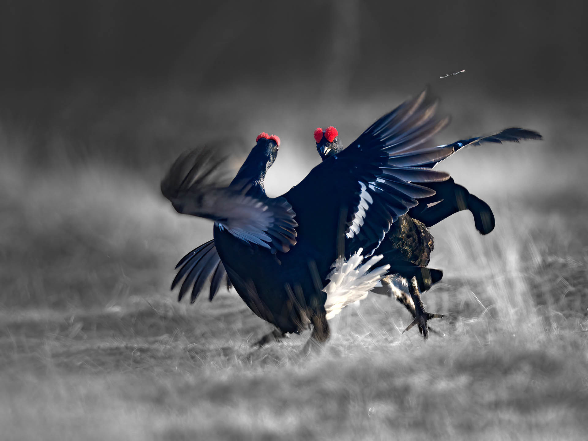 Black grouse, male (Lyrurus tetrix) - Østlandet, Norway