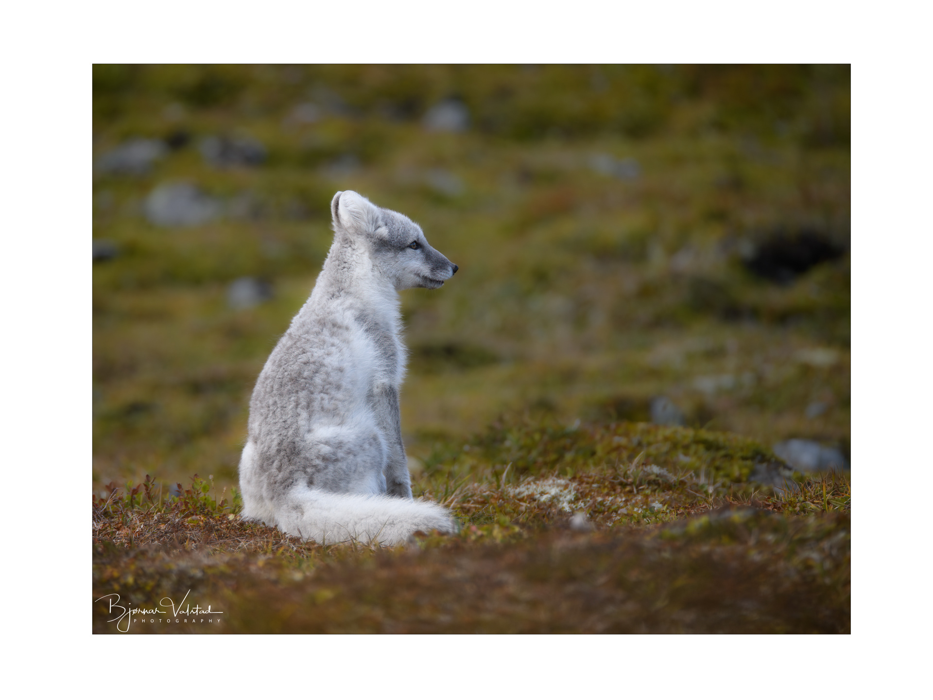 Arctic fox (Vulpes lagopus)