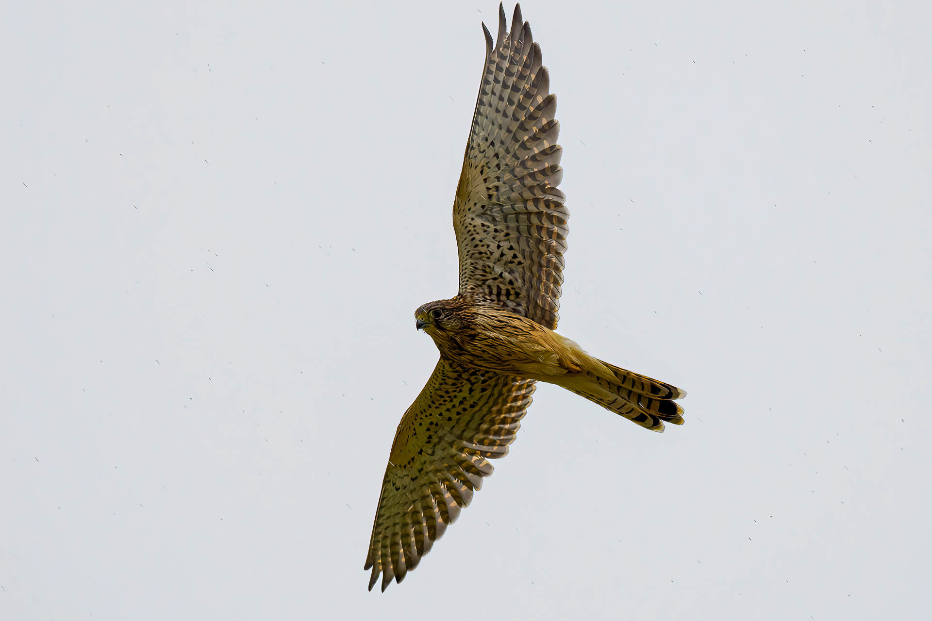 Common kestrel (Falco tinnunculus)