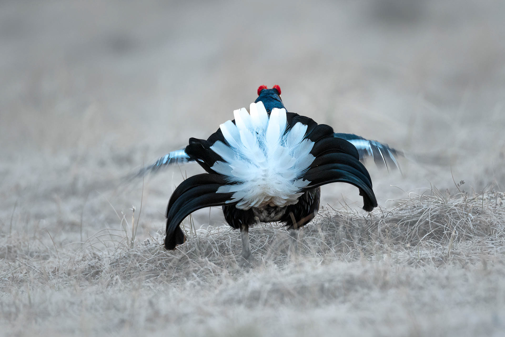 Black grouse, male (Lyrurus tetrix) - Østlandet, Norway