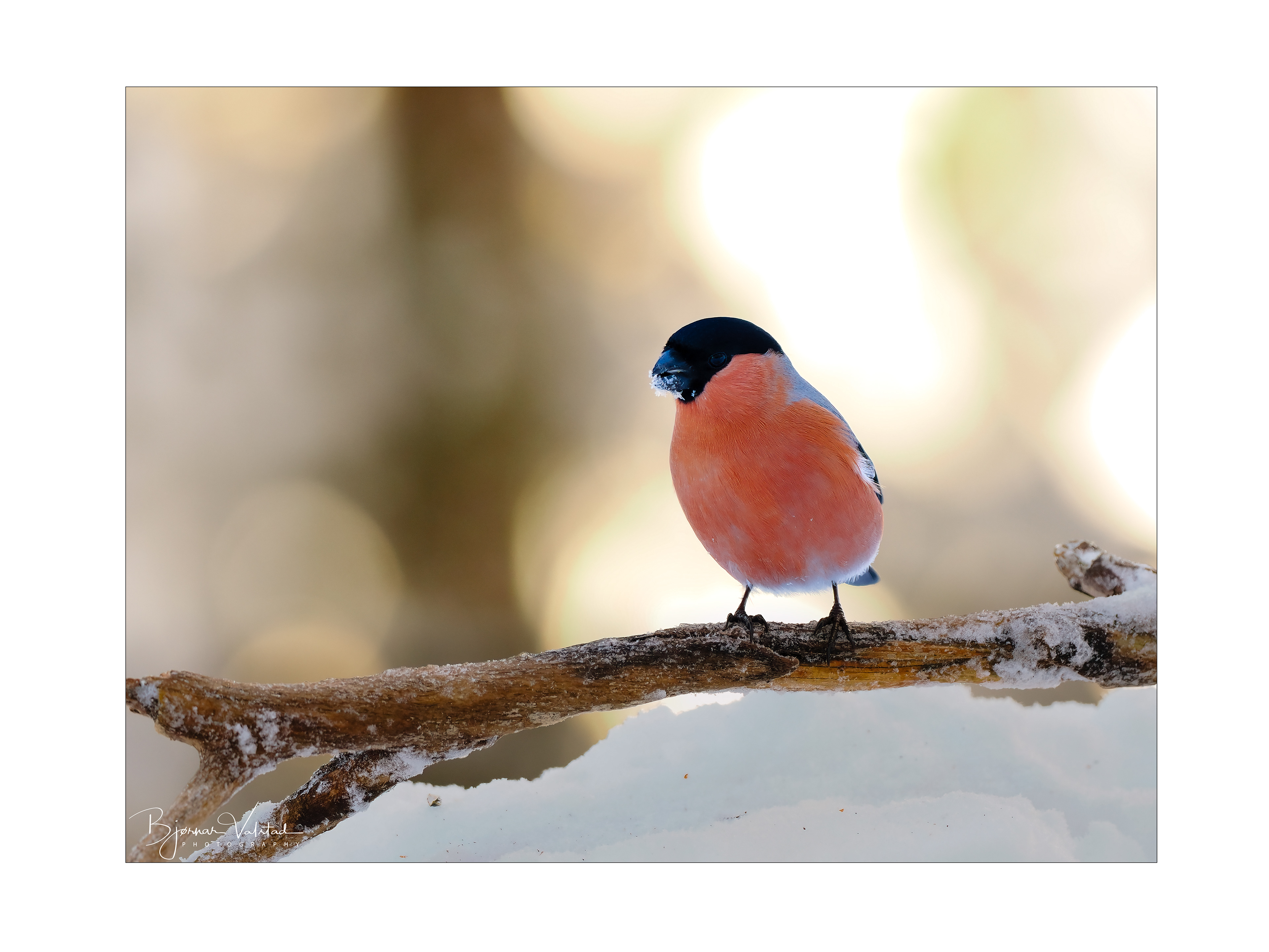 Eurasian bullfinch, male (Pyrrhula pyrrhula)
