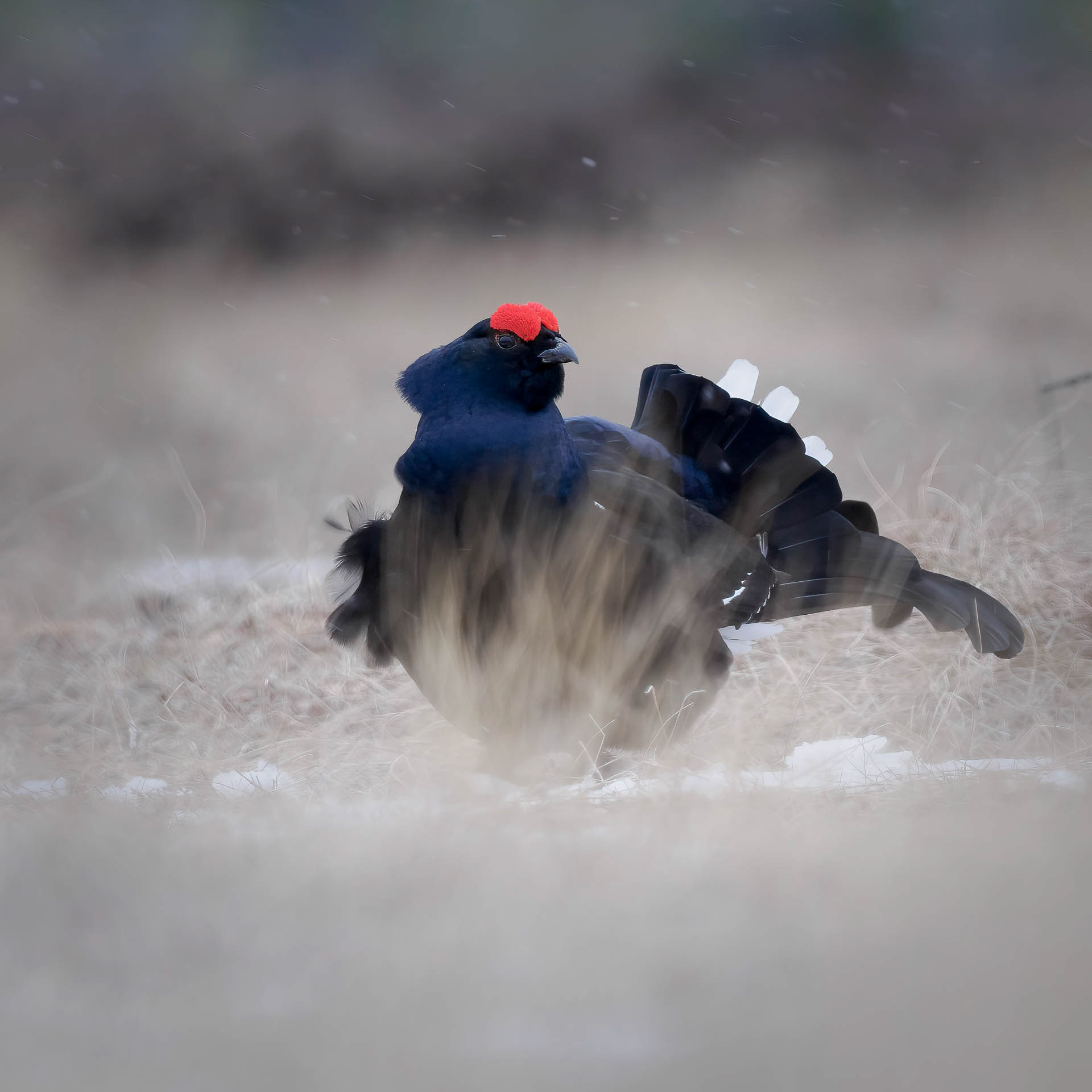 Black grouse, male (Lyrurus tetrix) - Østlandet, Norway