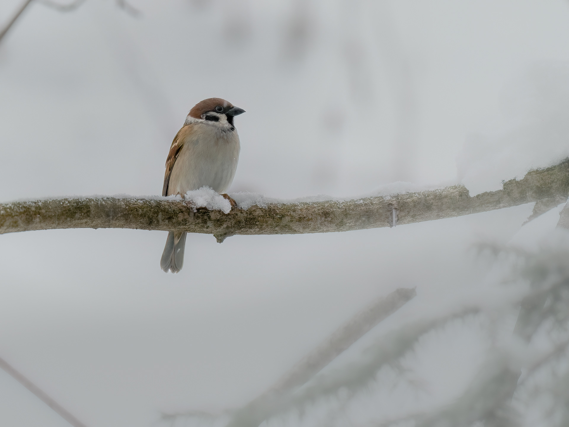 Eurasian tree sparrow (Passer montanus)