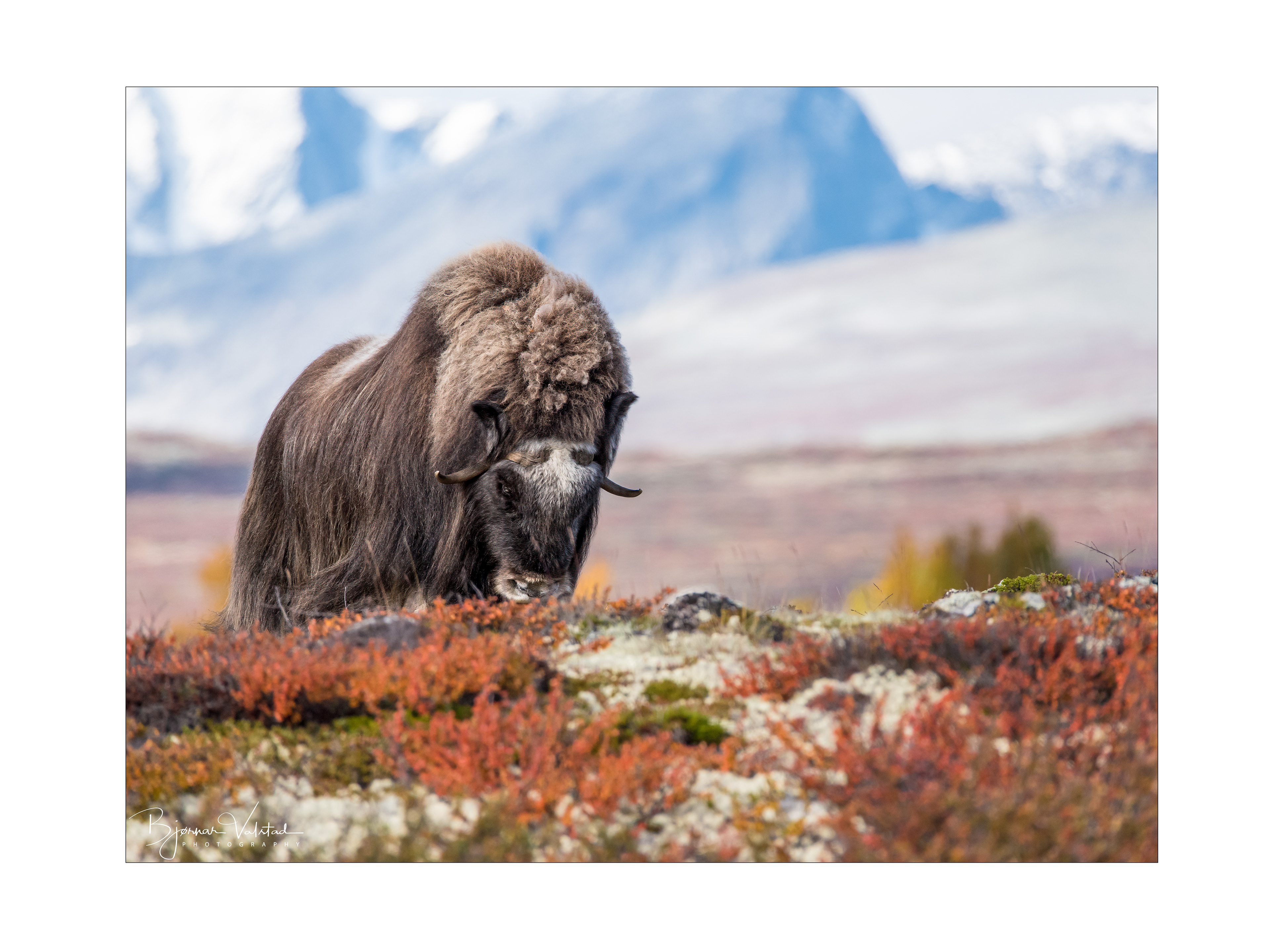 Musk ox, Dovre, Norway