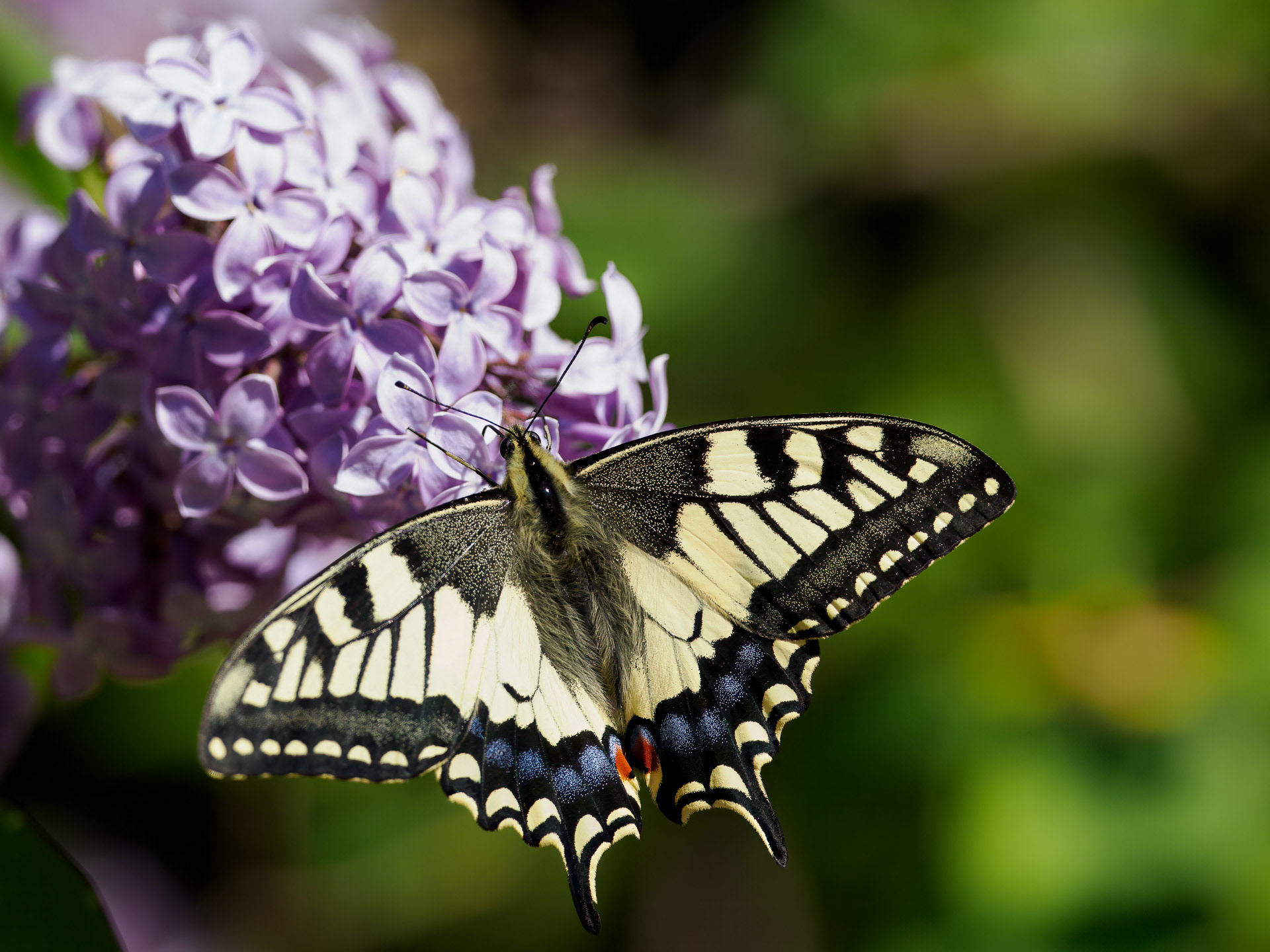 Old World swallowtail (Papilio machaon)
