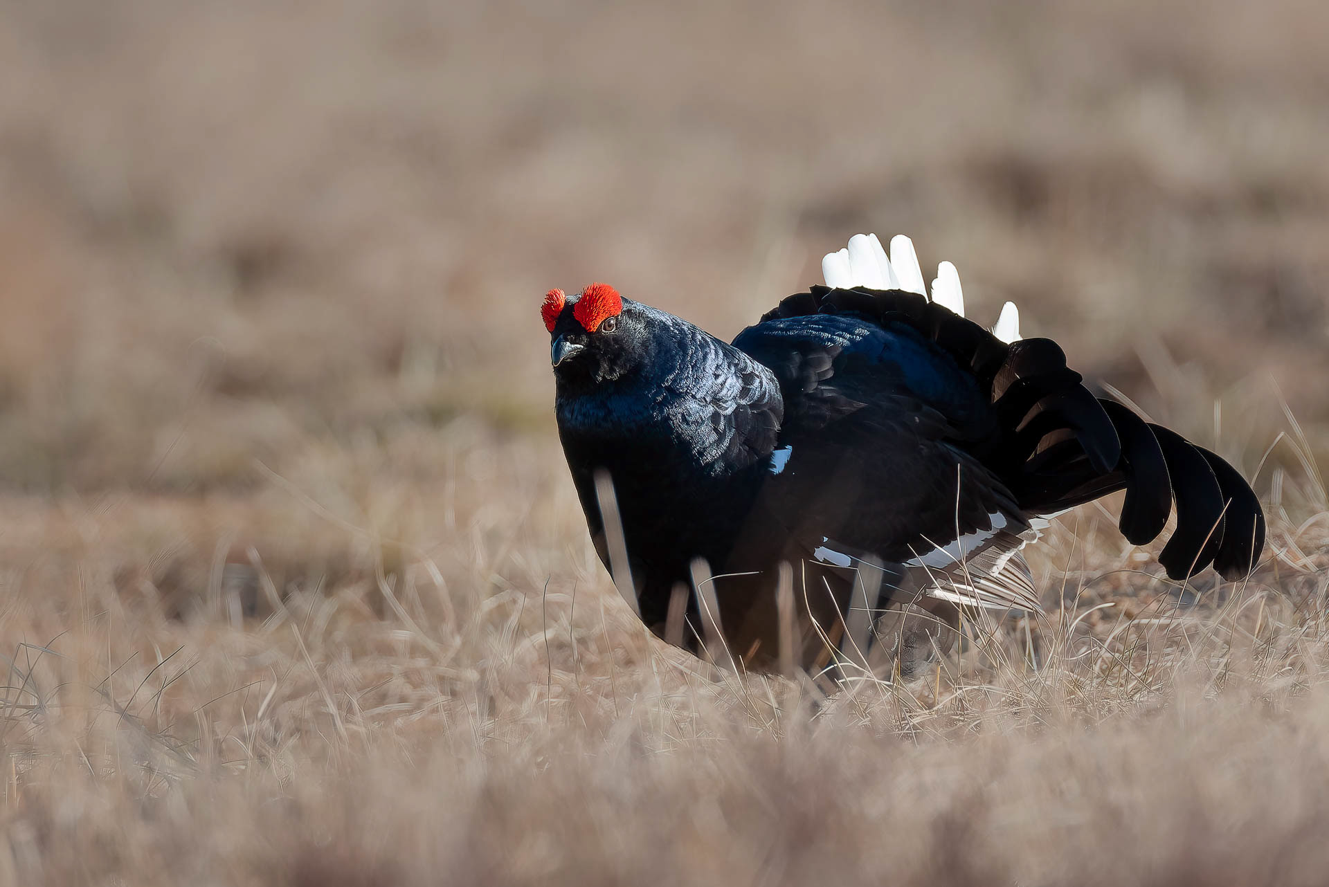 Black grouse, male (Lyrurus tetrix) - Østlandet, Norway