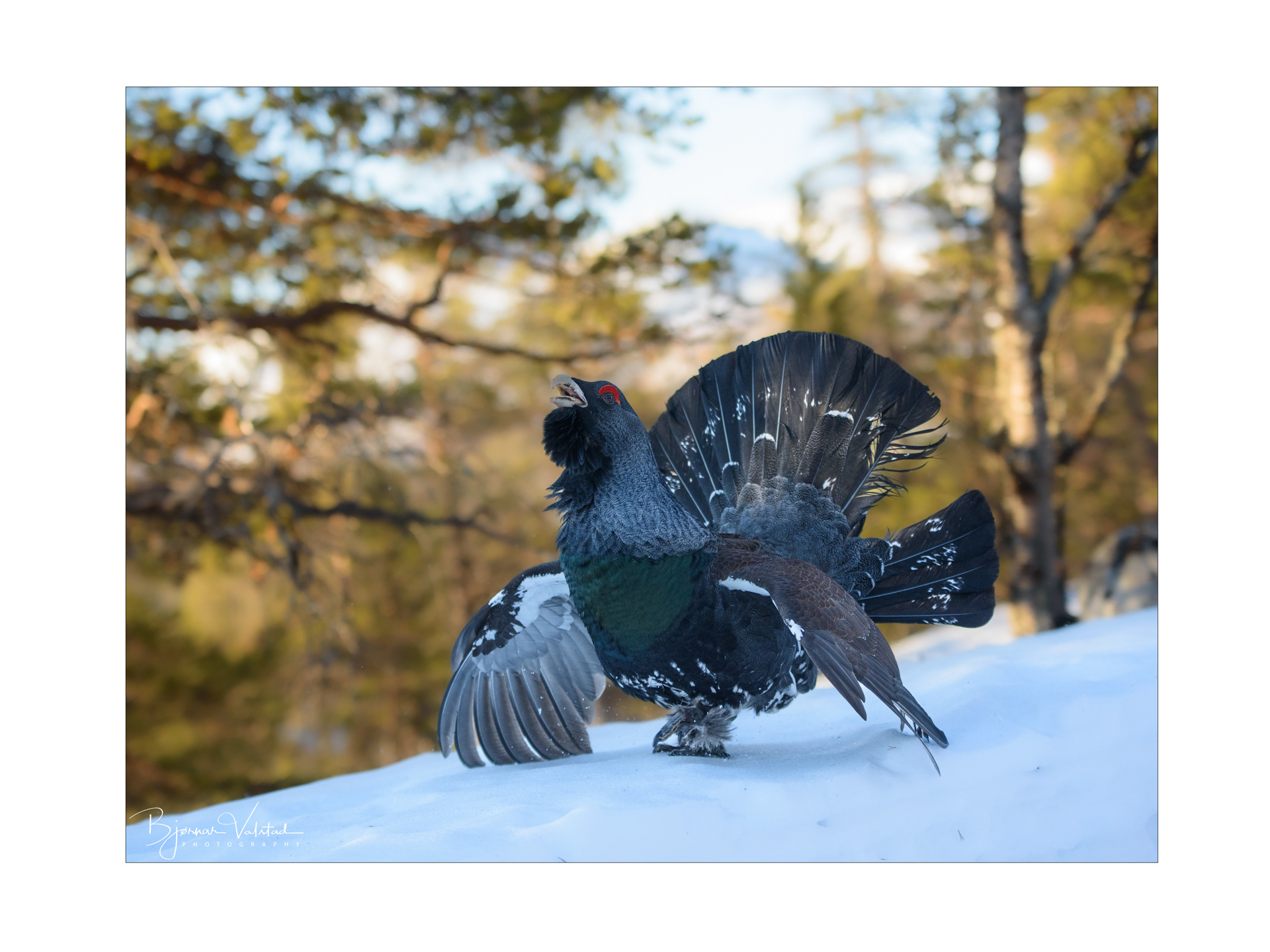 Western capercaillie (Tetrao urogallus) - Norway