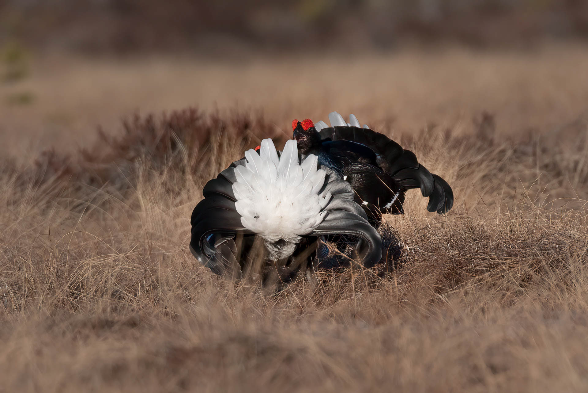 Black grouse, male (Lyrurus tetrix) - Østlandet, Norway