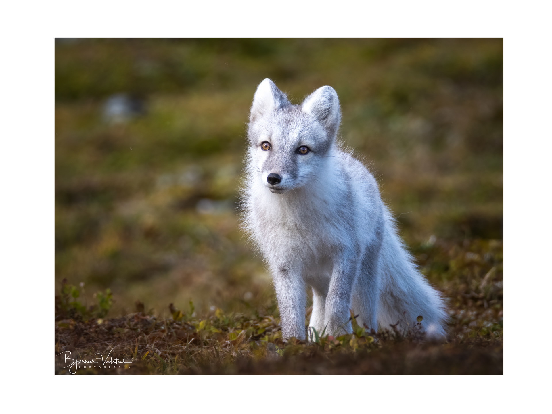 Arctic fox (Vulpes lagopus)