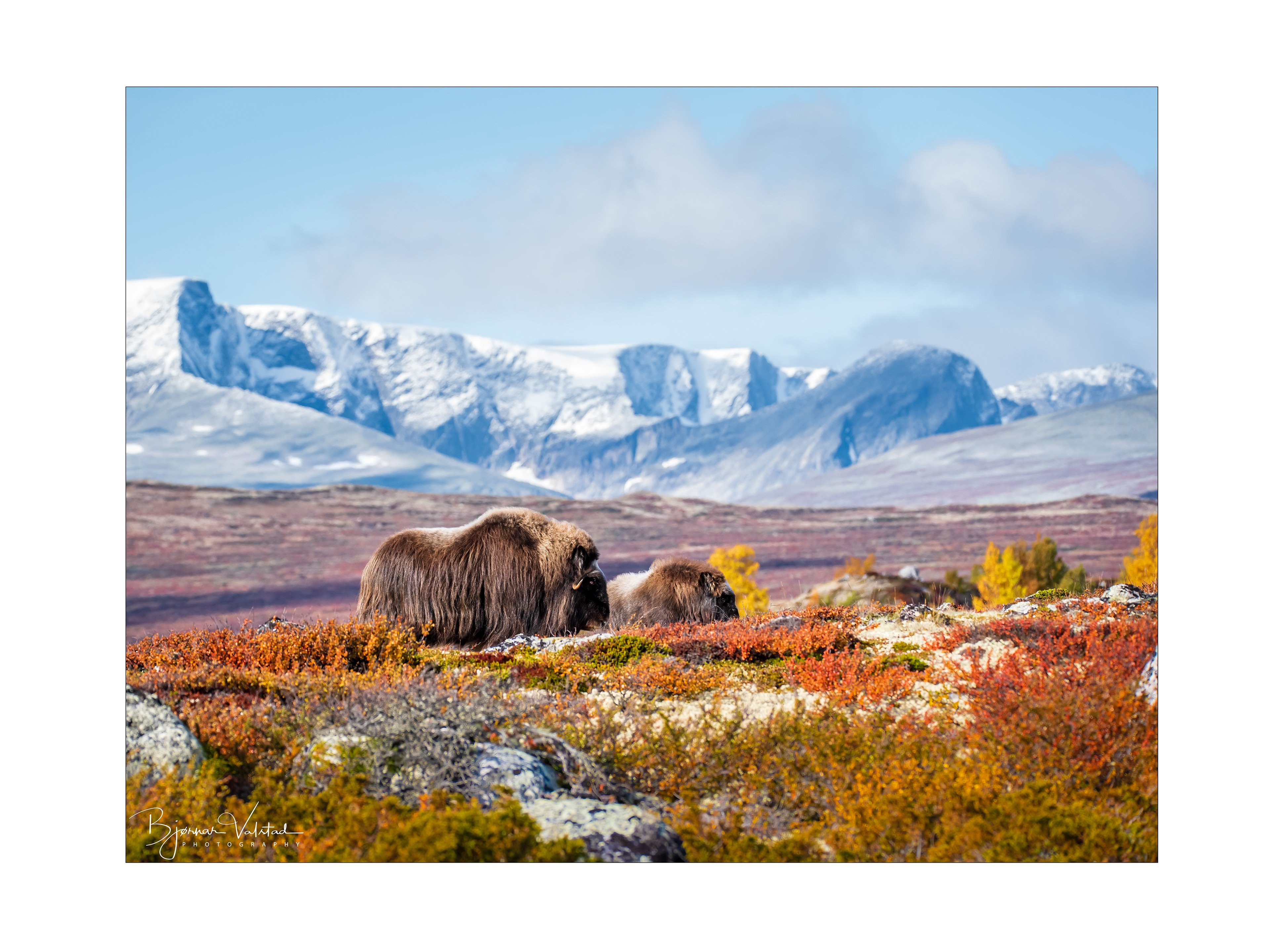 Musk ox, Dovre, Norway
