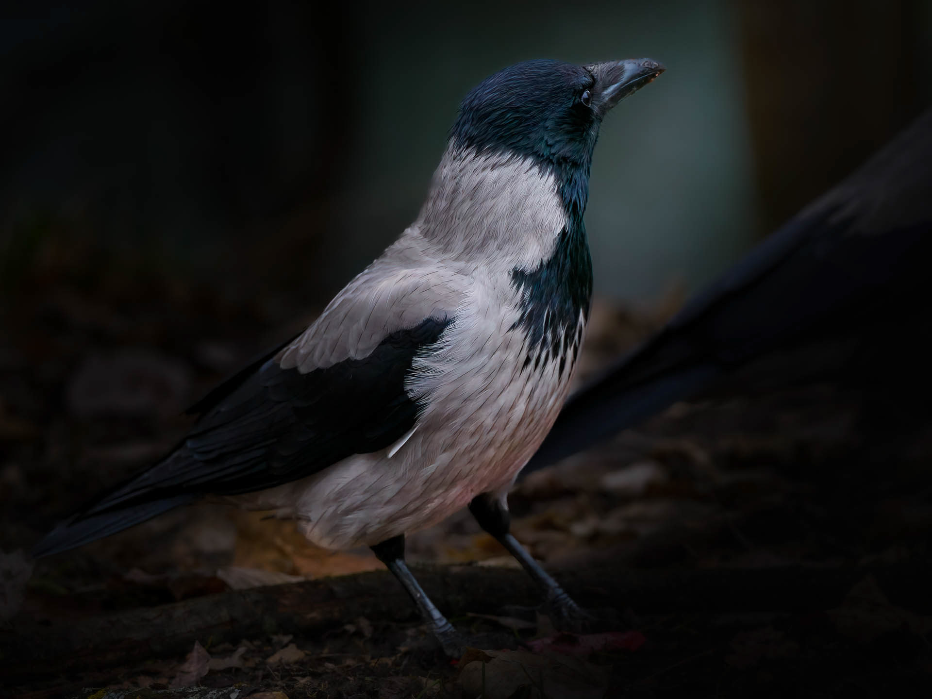 Hooded crow (Corvus cornix)